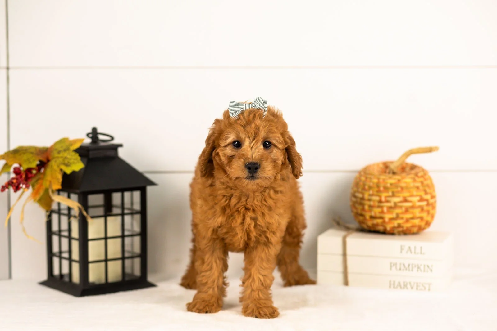 Tweed goldendoodle for sale 4.jpg