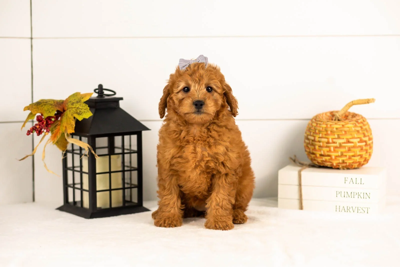 Tweed goldendoodle for sale 3.jpg