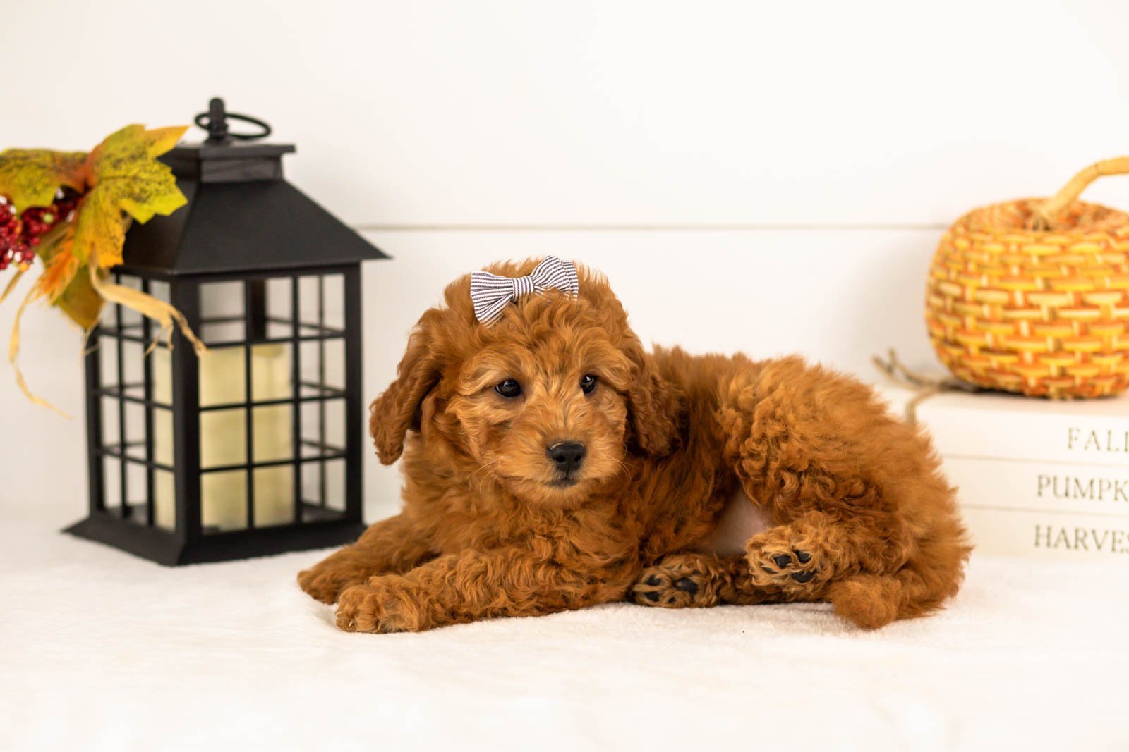 Tweed goldendoodle for sale 5.jpg