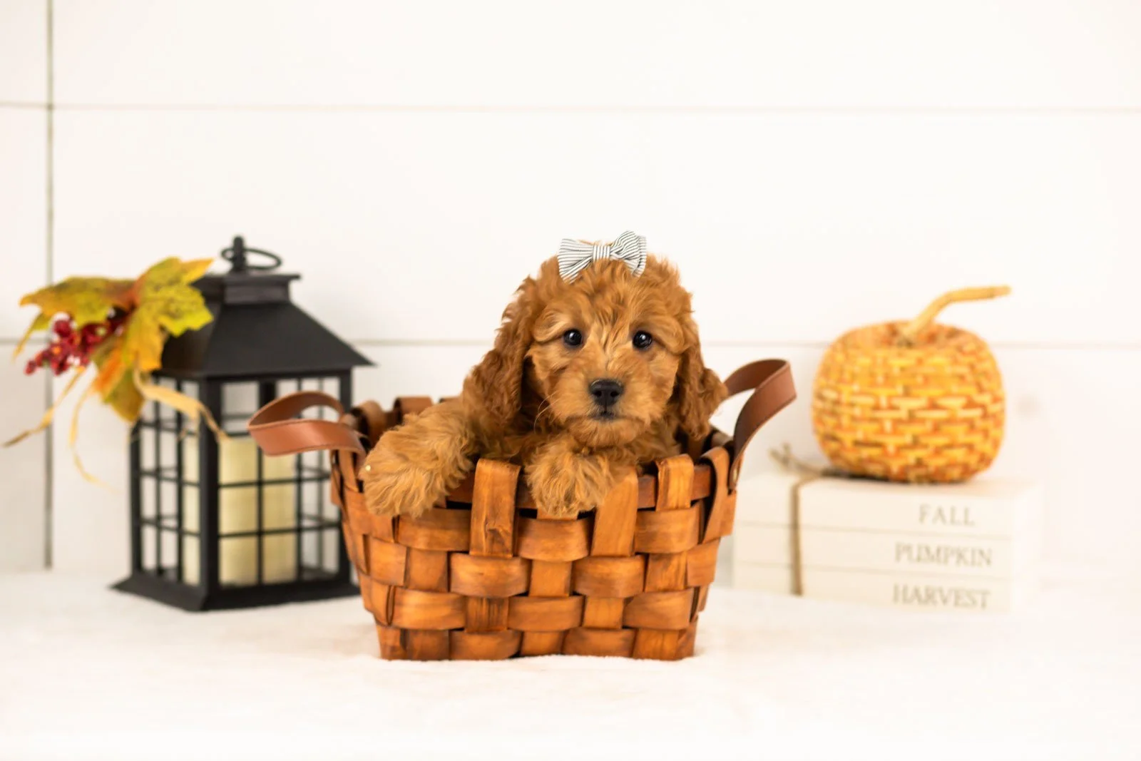 Tweed goldendoodle for sale 1.jpg