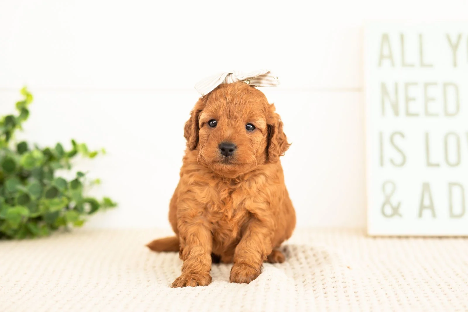 Tweed goldendoodle for sale(3).jpg