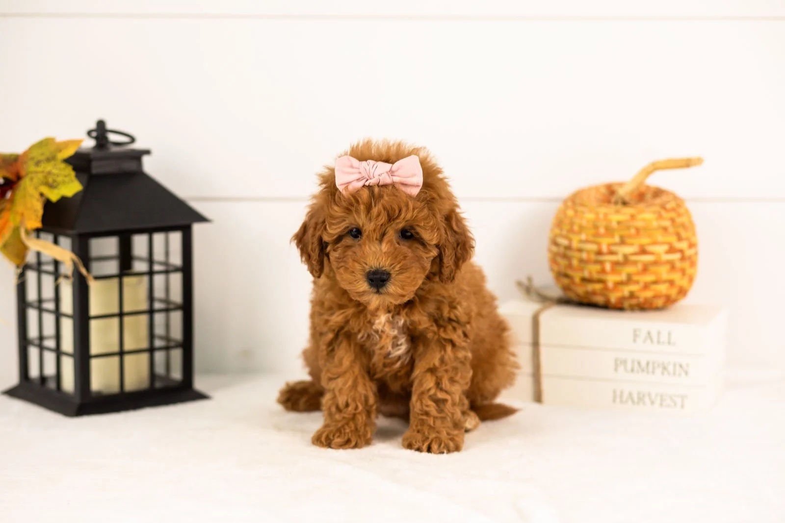 Velvet goldendoodle for sale 4.jpg