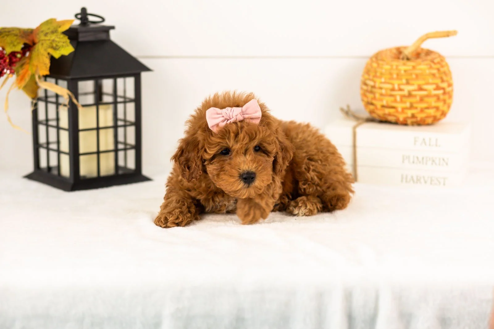 Velvet goldendoodle for sale 3.jpg