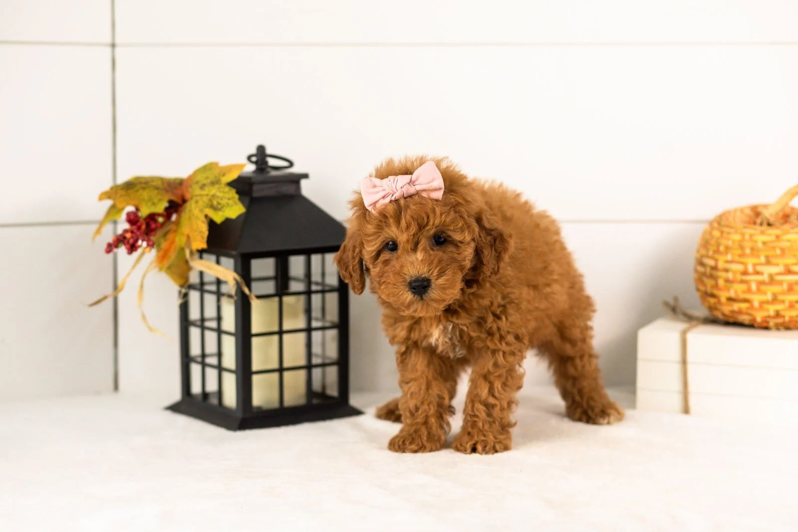 Velvet goldendoodle for sale 5.jpg
