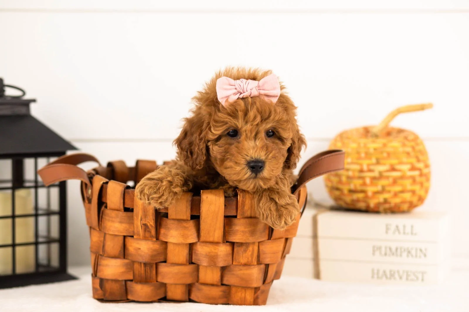 Velvet goldendoodle for sale 1.jpg