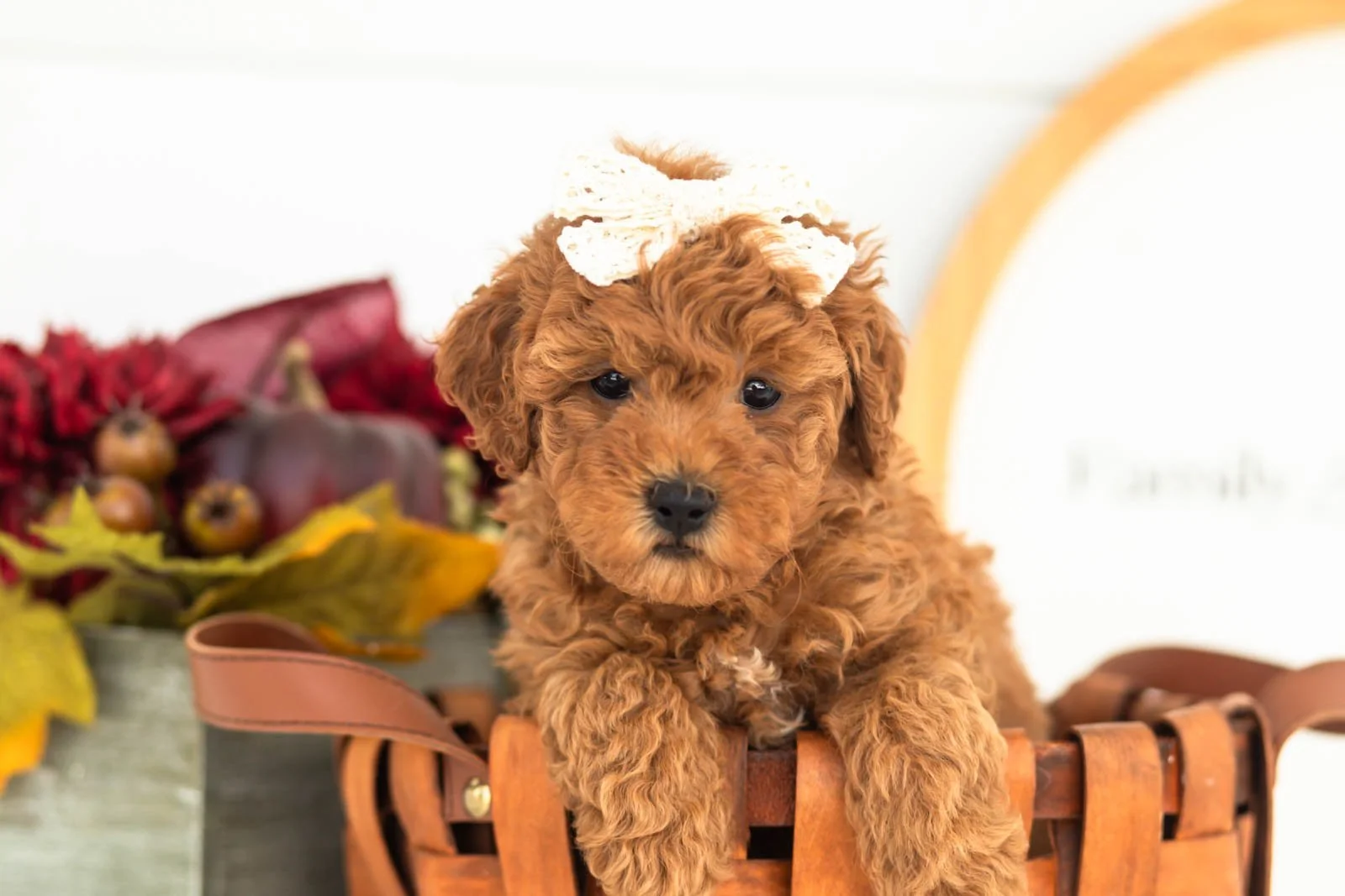 Velvet goldendoodle for sale(4).jpg