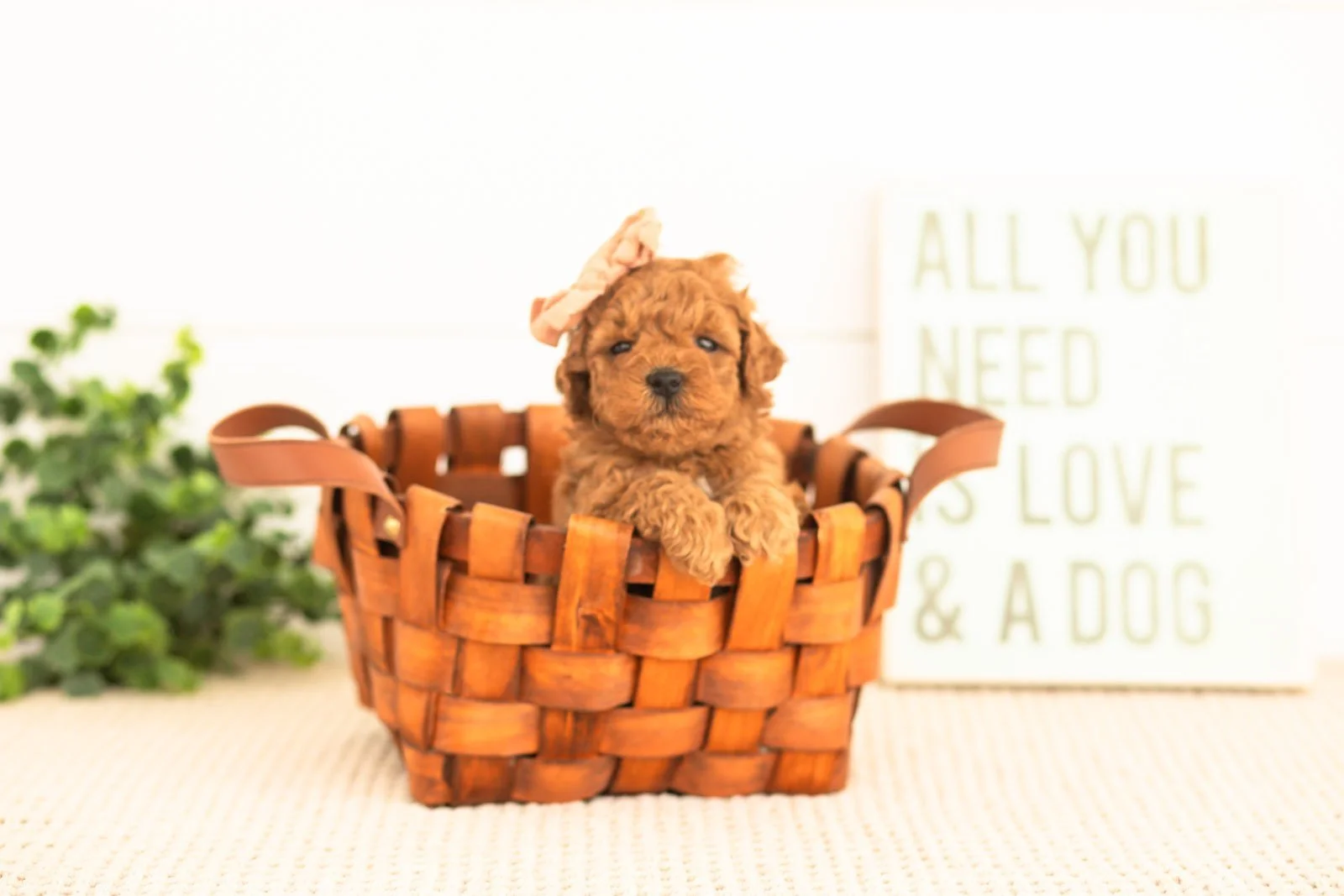 Velvet goldendoodle for sale.jpg
