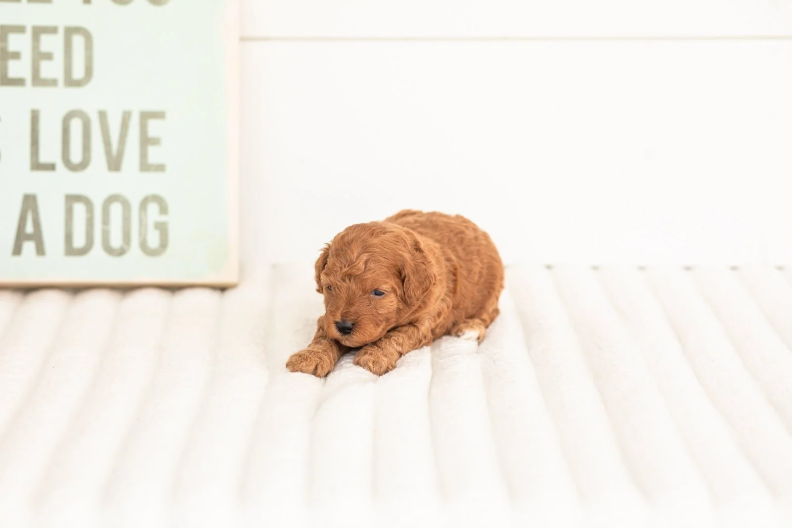 Velvet goldendoodle for sale.jpg