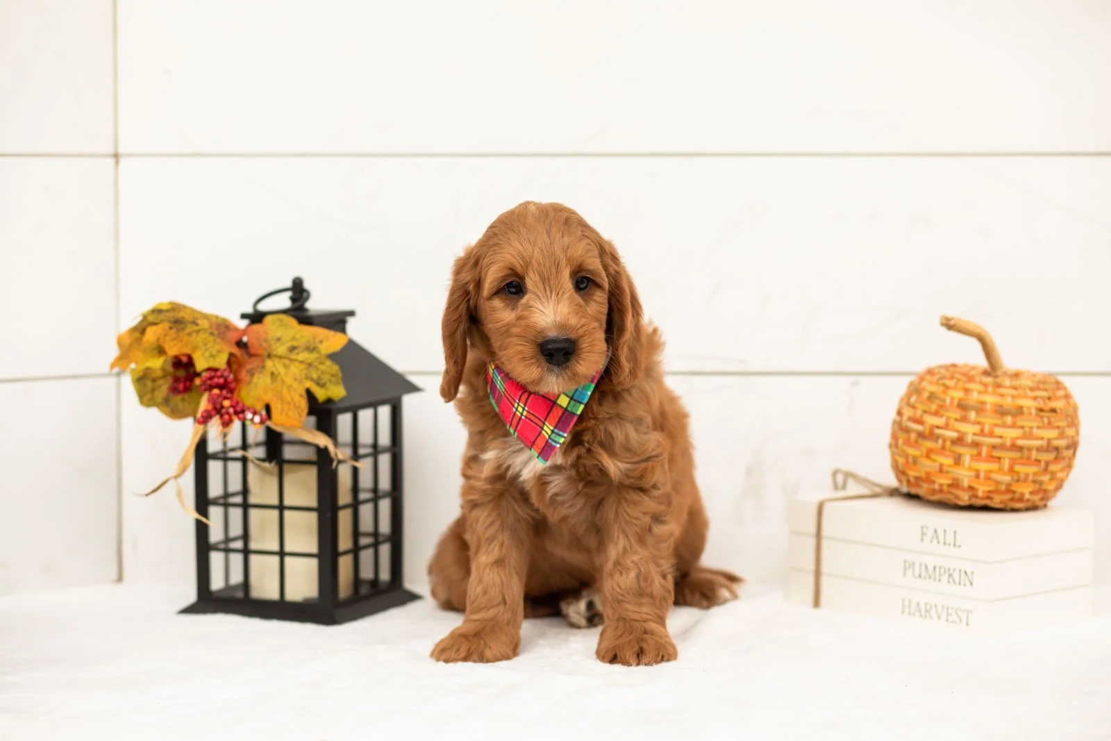 Chai goldendoodle for sale 4.jpg