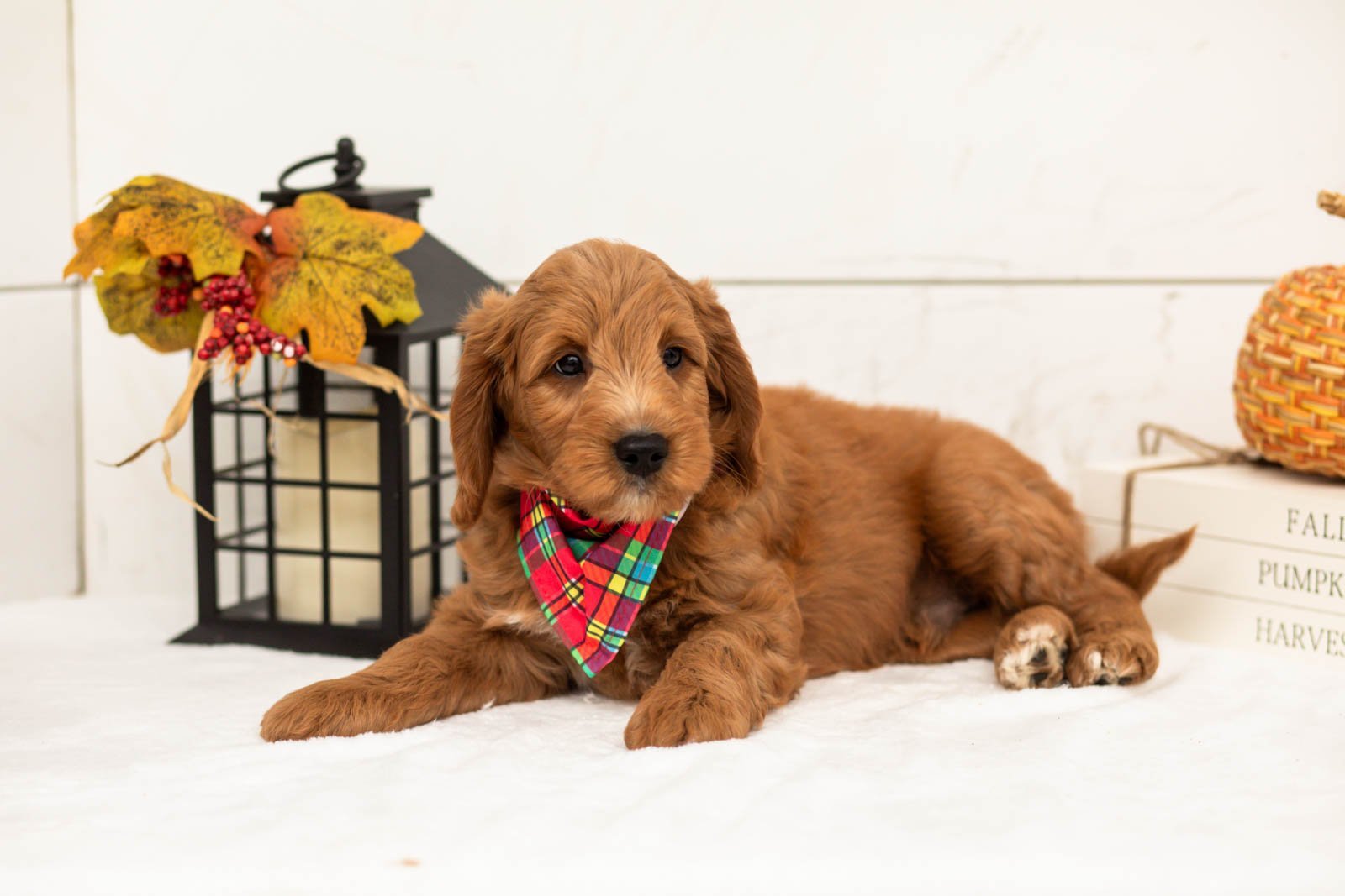 Chai goldendoodle for sale 5.jpg