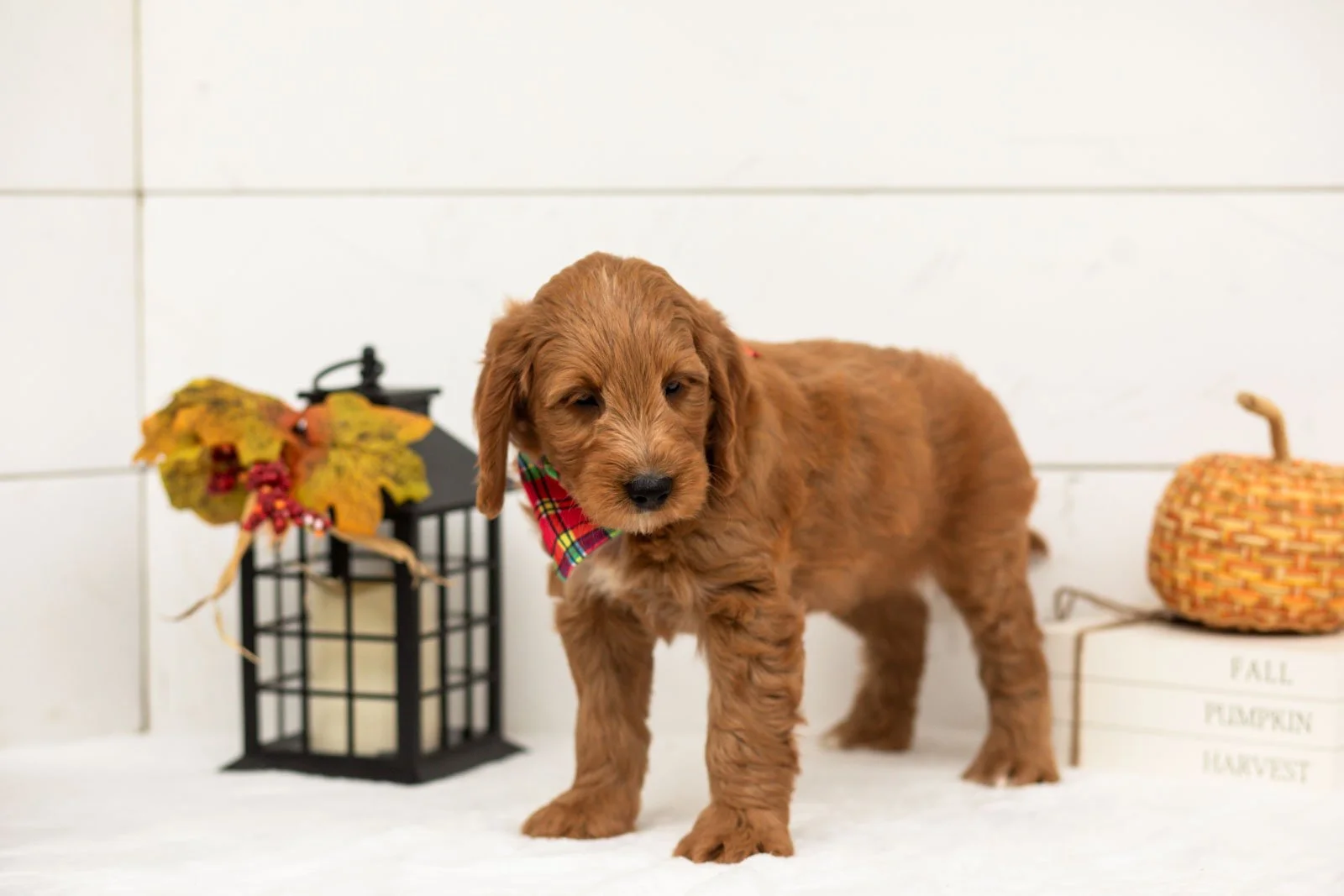 Chai goldendoodle for sale 3.jpg