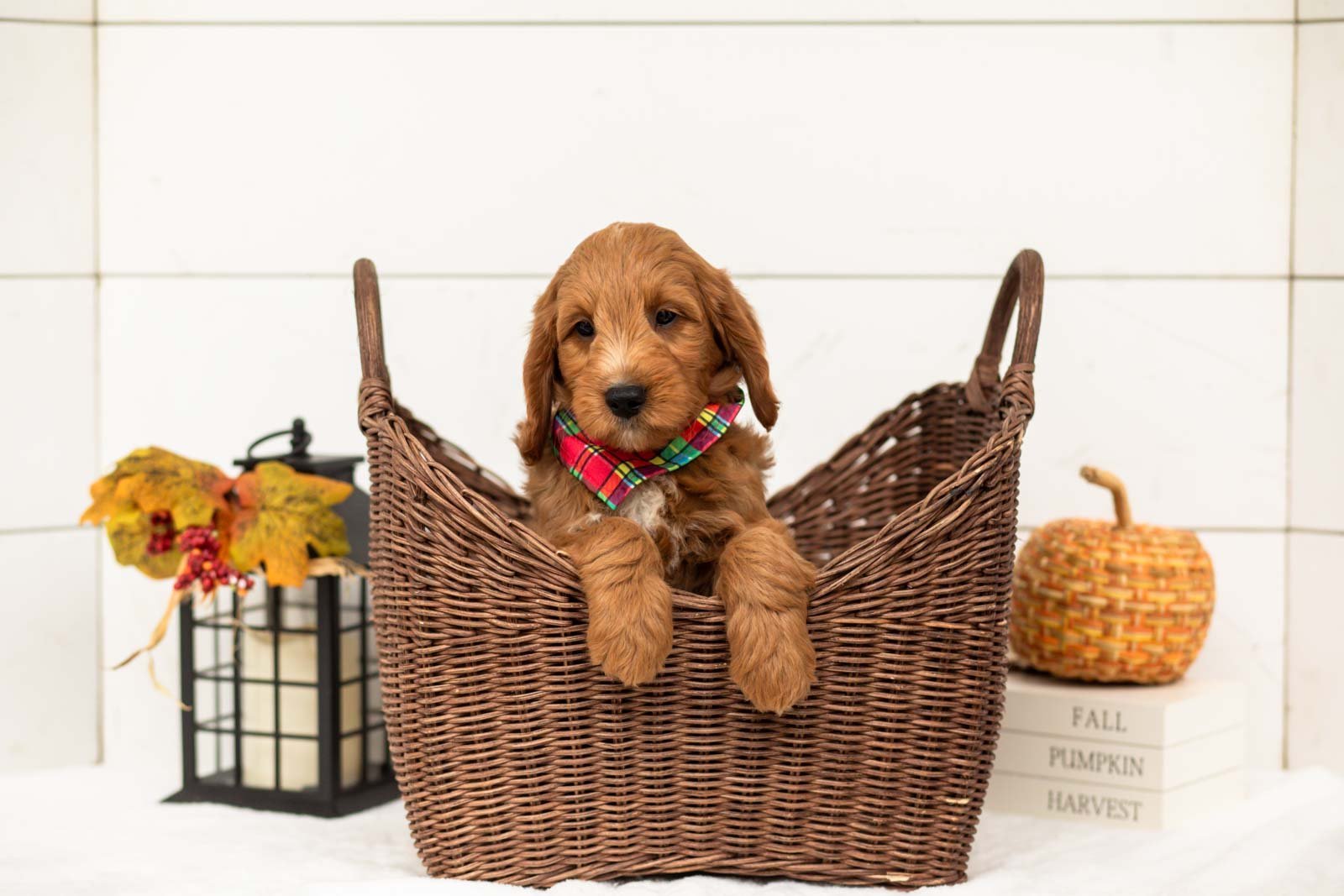Chai goldendoodle for sale 1.jpg