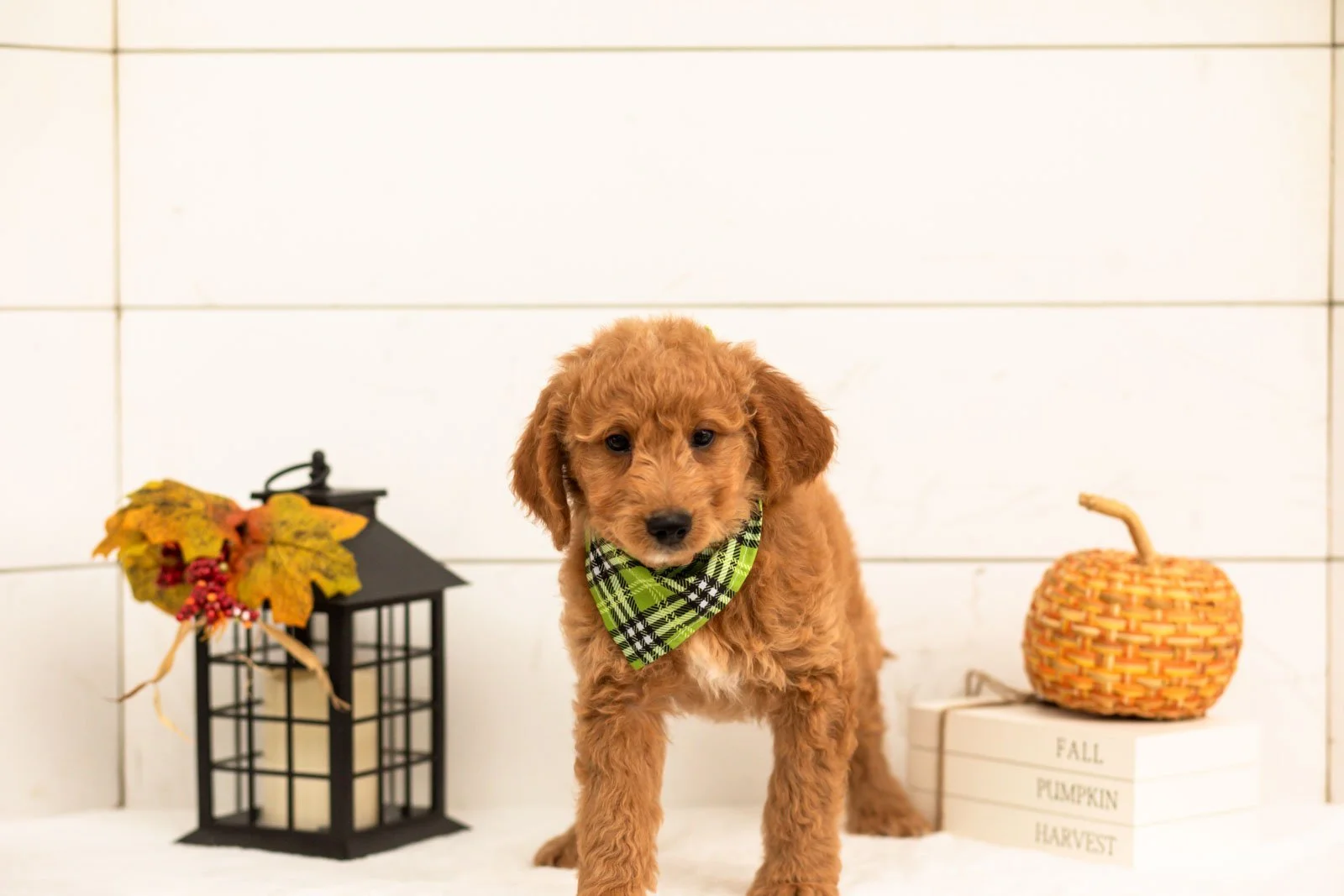Matcha goldendoodle for sale 3.jpg