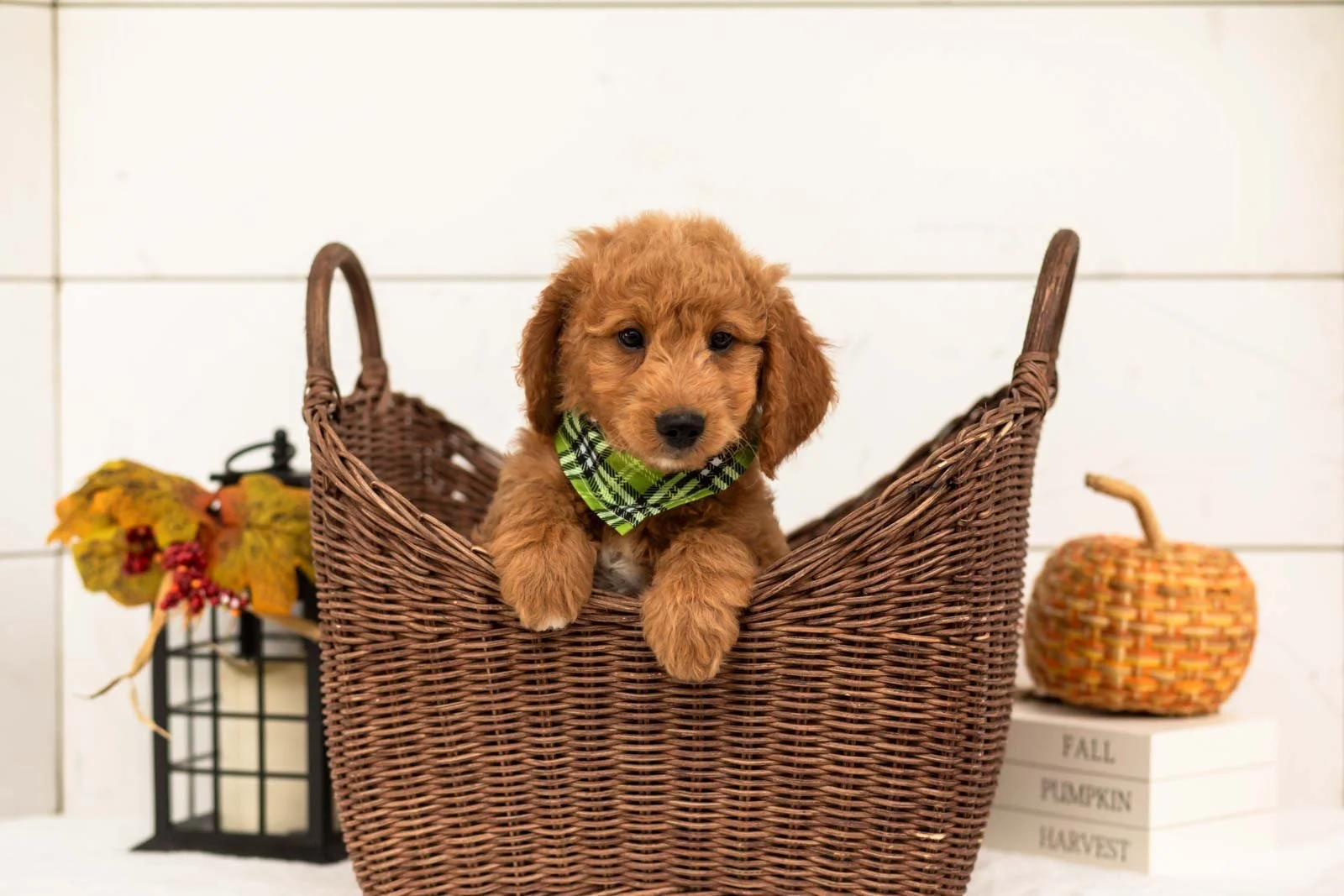 Matcha goldendoodle for sale 1.jpg