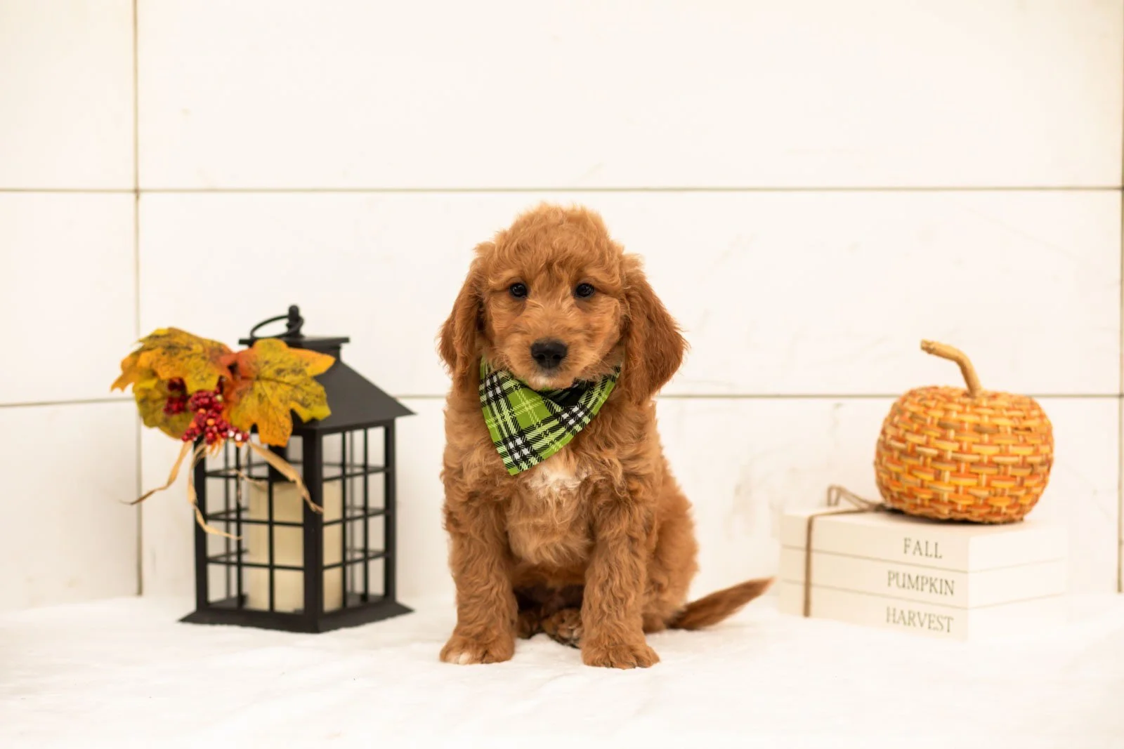 Matcha goldendoodle for sale 5.jpg