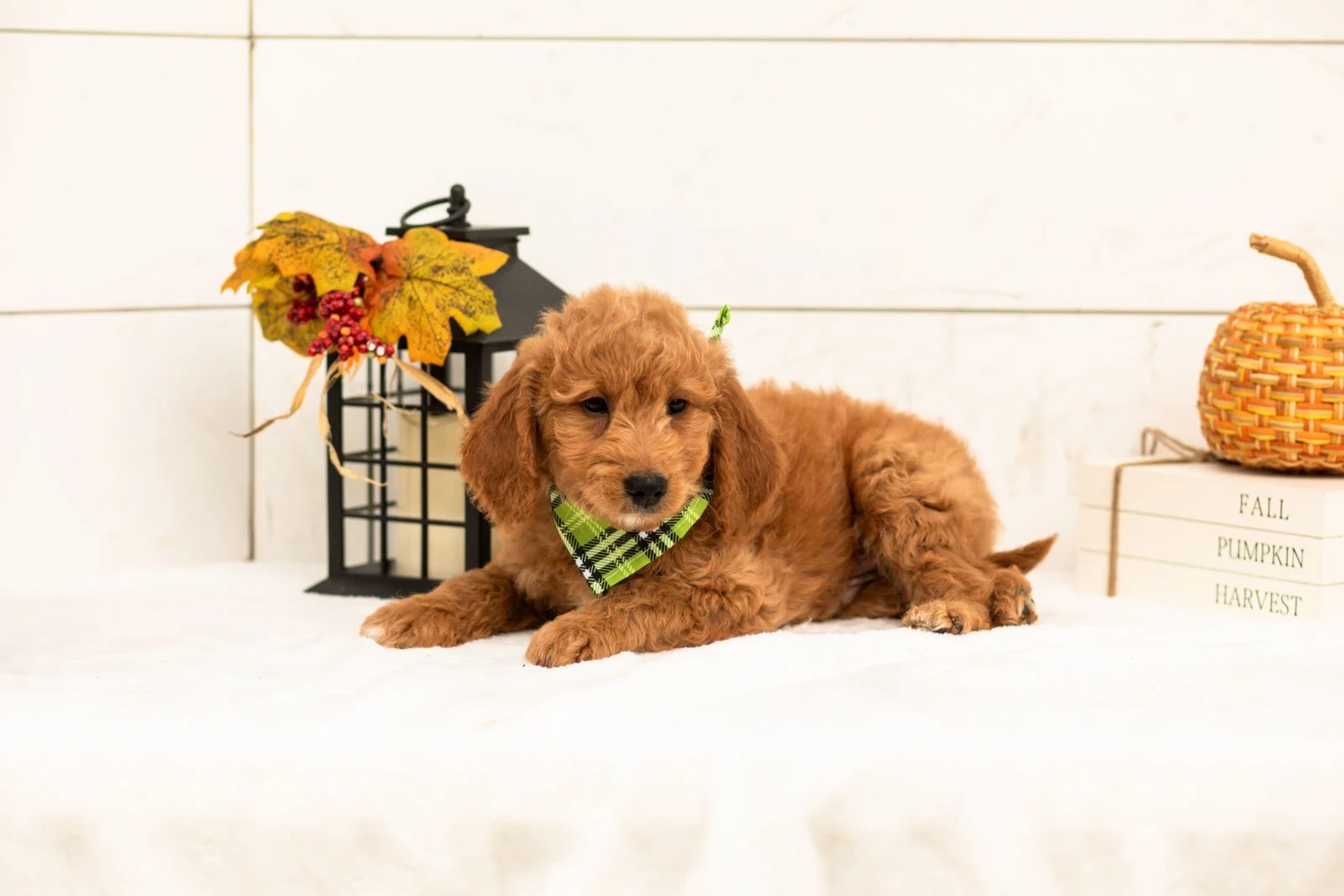 Matcha goldendoodle for sale 4.jpg