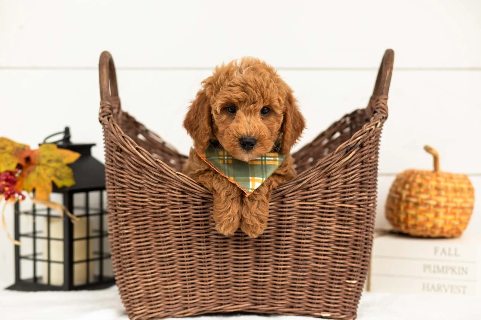 Mocha goldendoodle for sale 1.jpg