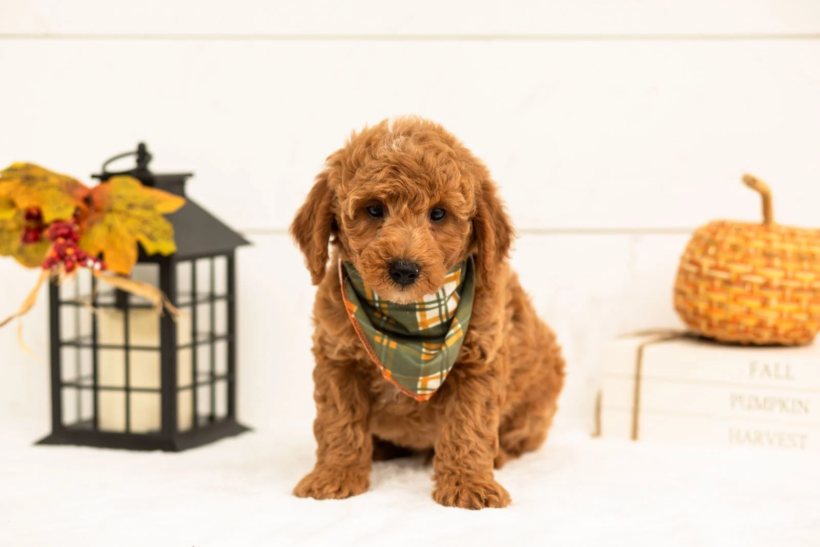 Mocha goldendoodle for sale 3.jpg