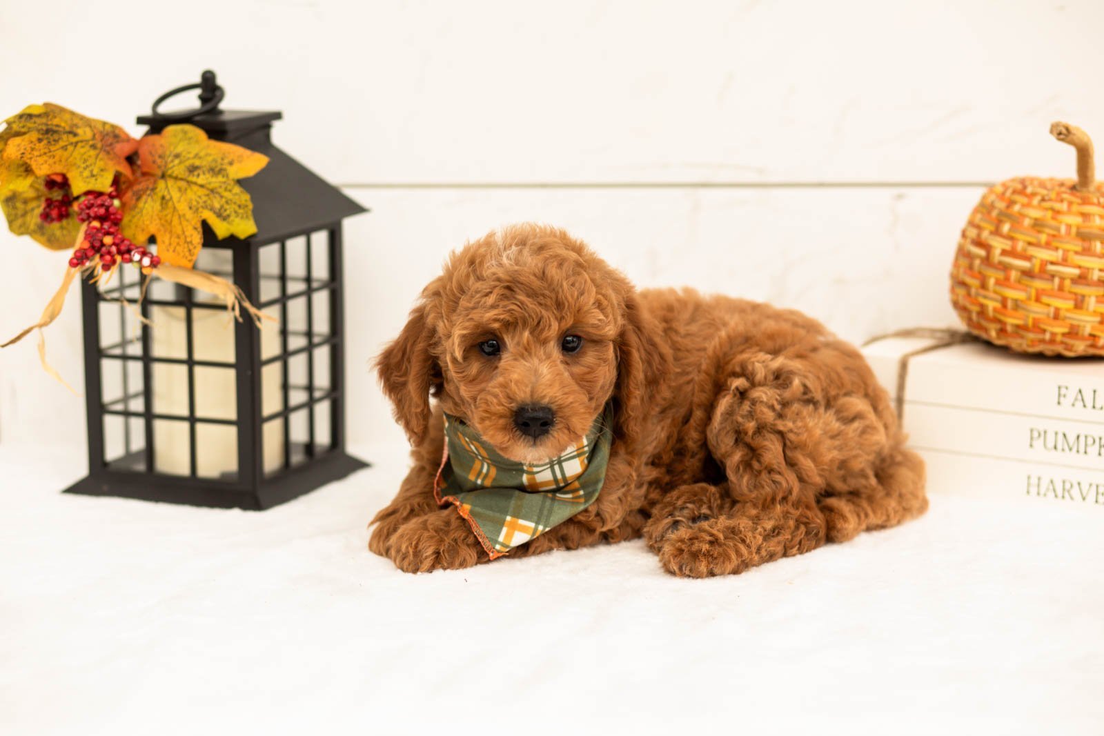 Mocha goldendoodle for sale 4.jpg