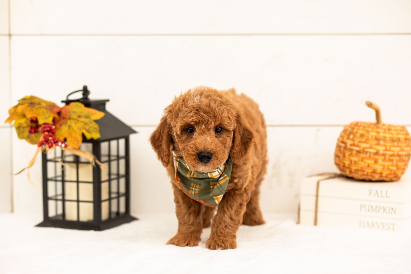 Mocha goldendoodle for sale 5.jpg