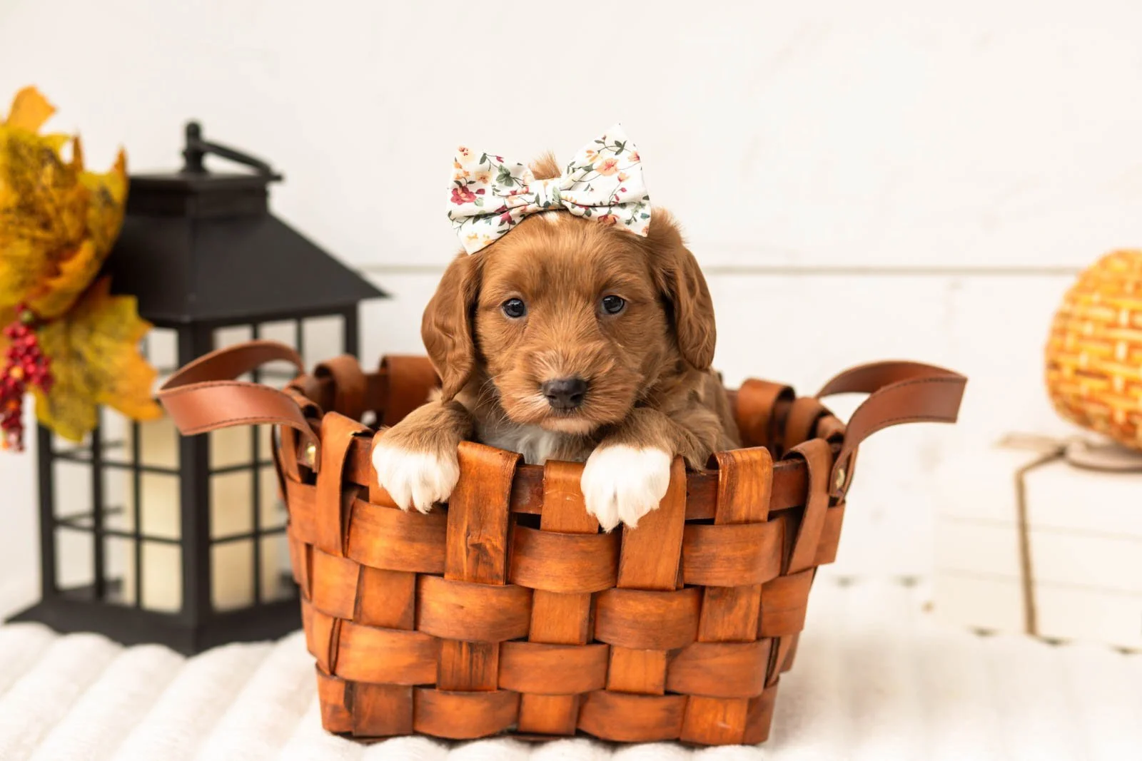 Chanel goldendoodle for sale 1.jpg