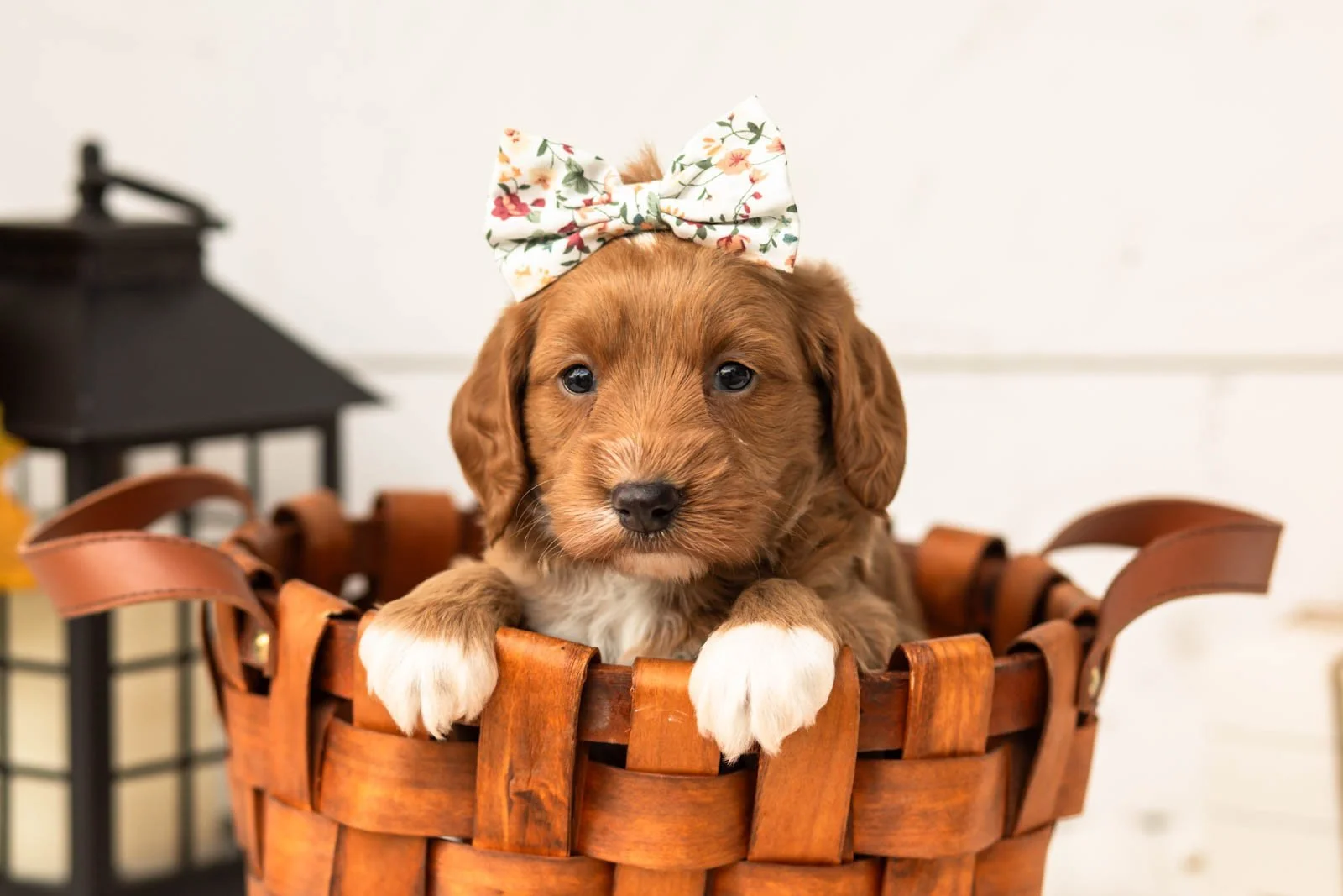 Chanel goldendoodle for sale 2.jpg