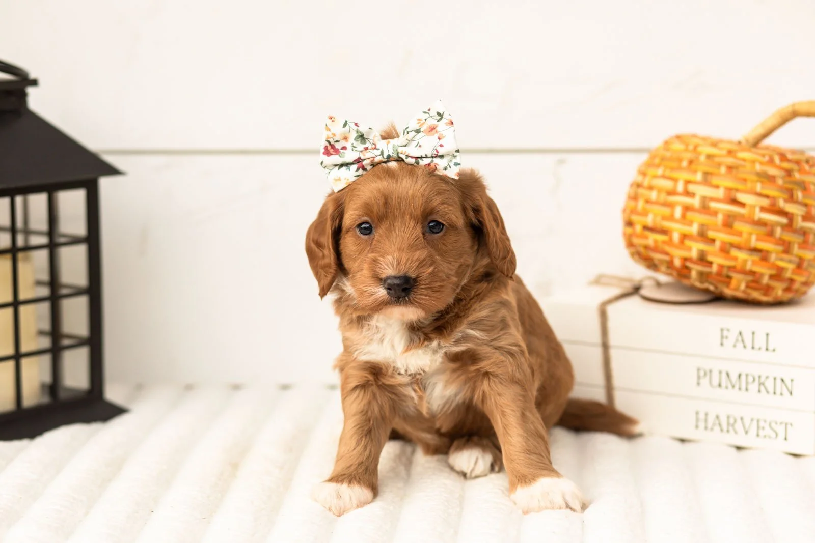 Chanel goldendoodle for sale 3.jpg
