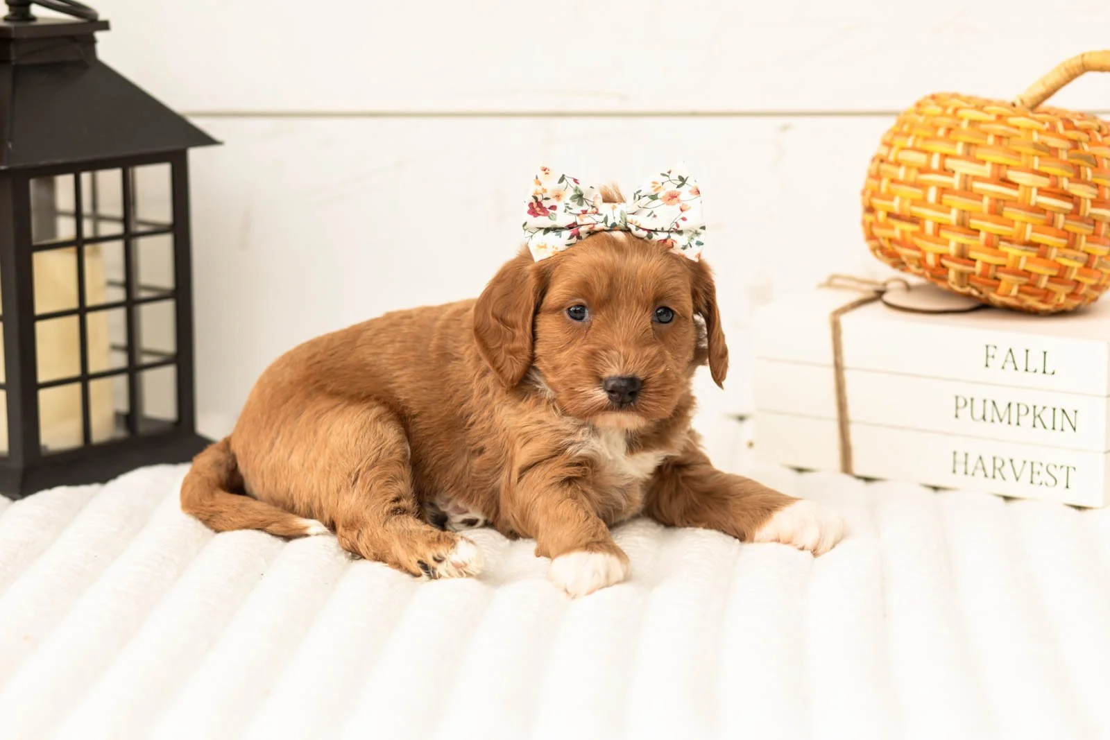 Chanel goldendoodle for sale 4.jpg
