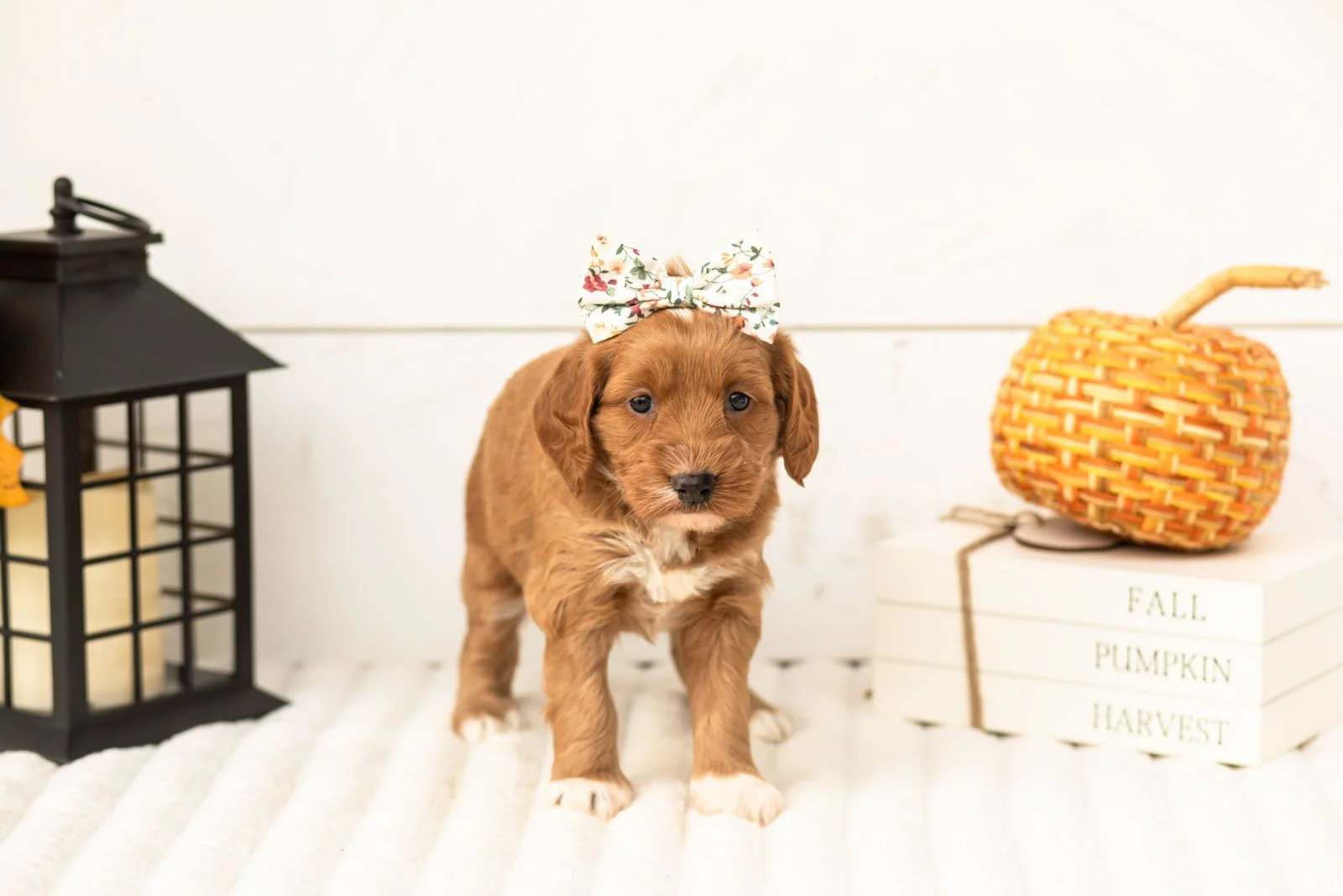 Chanel goldendoodle for sale 5.jpg