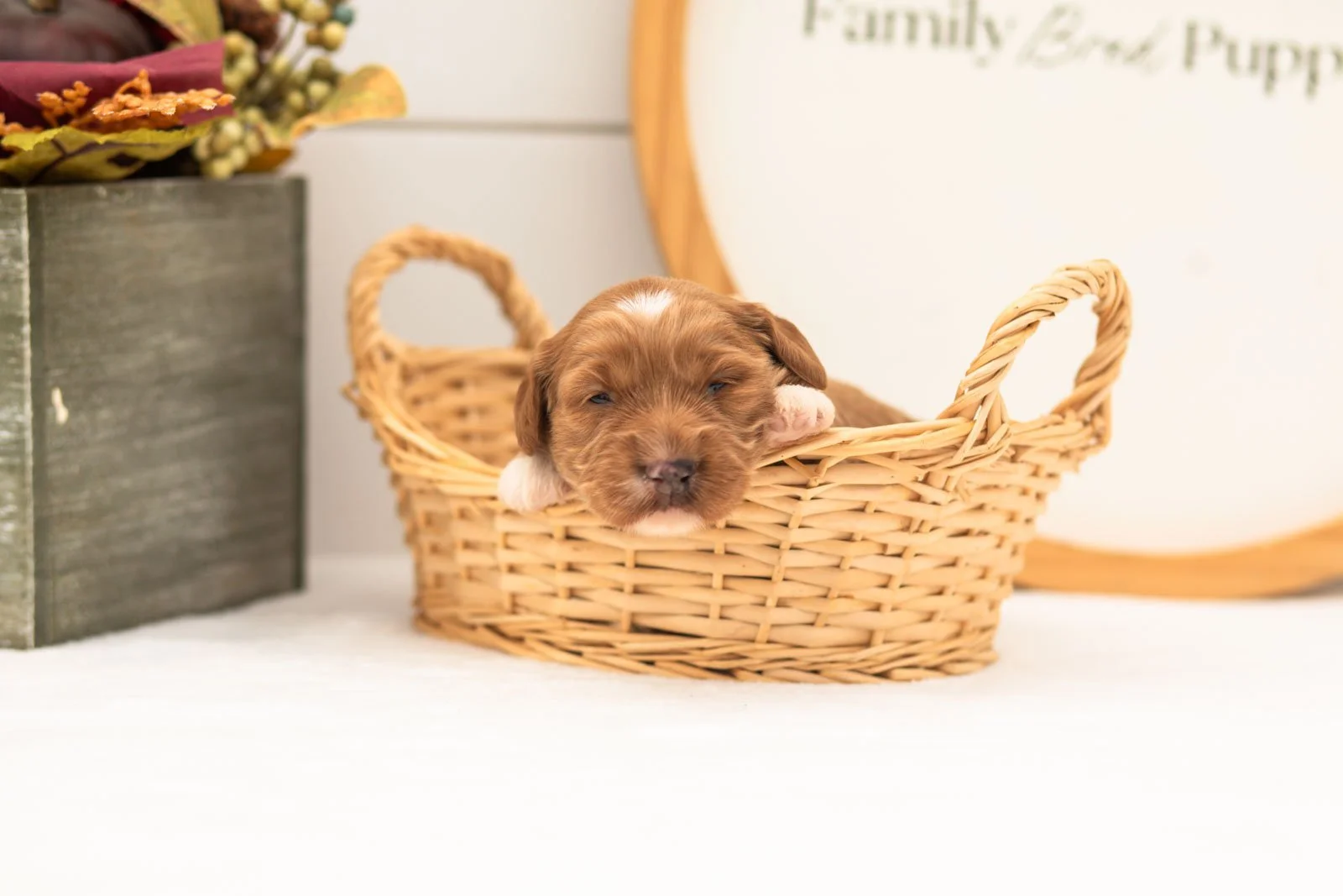 Chanel goldendoodle for sale.jpg