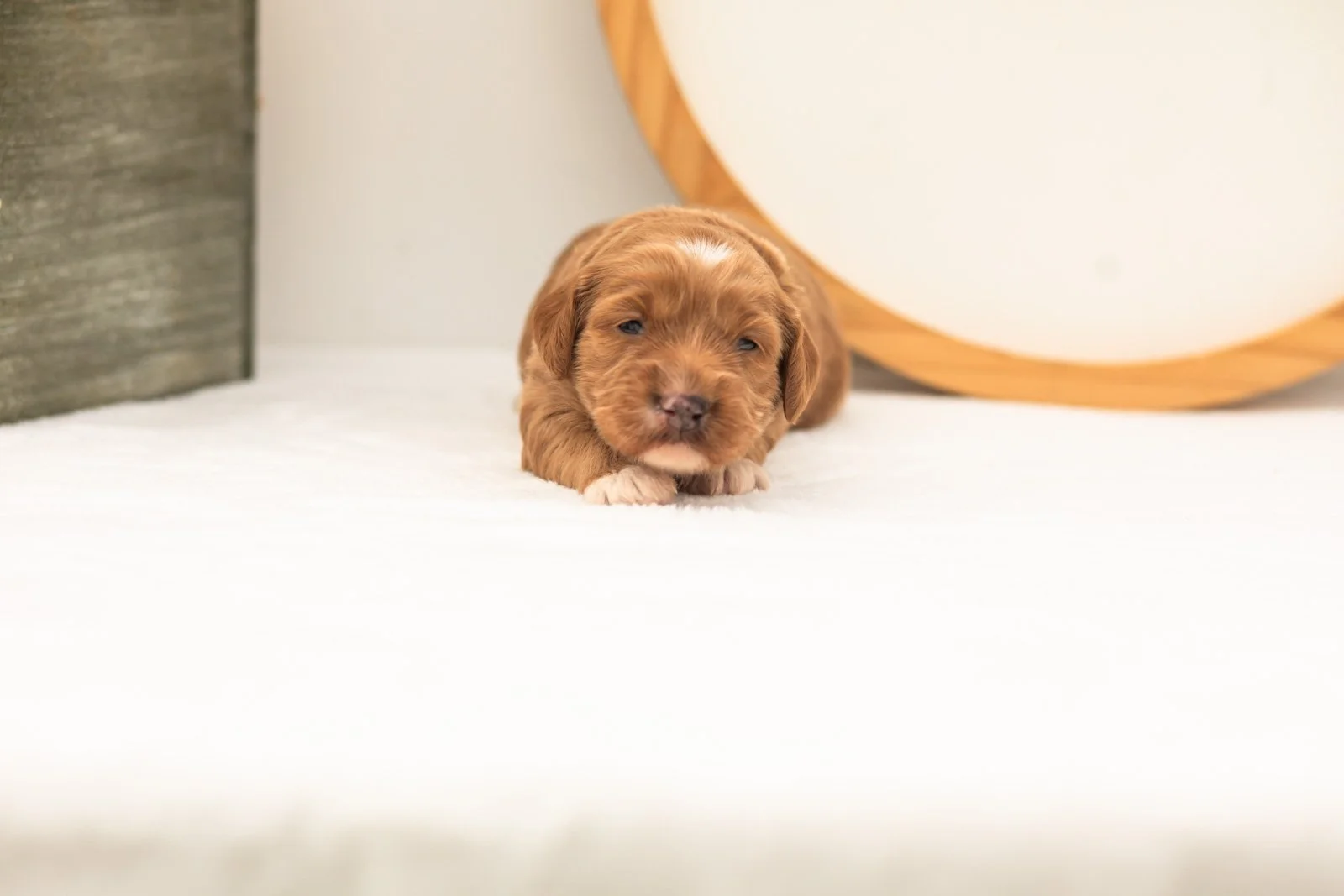 Chanel goldendoodle for sale(1).jpg