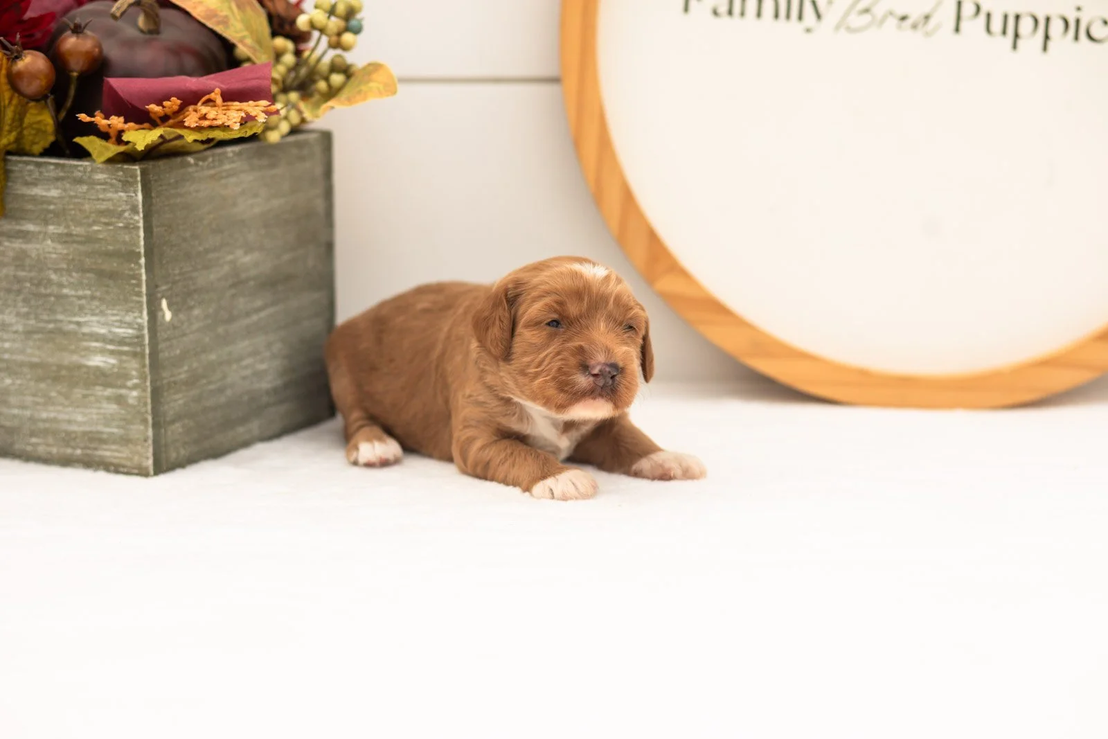 Chanel goldendoodle for sale(2).jpg