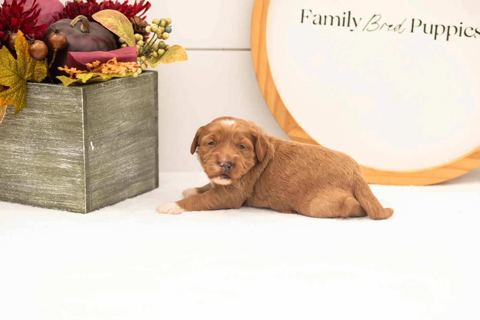Chanel goldendoodle for sale(3).jpg