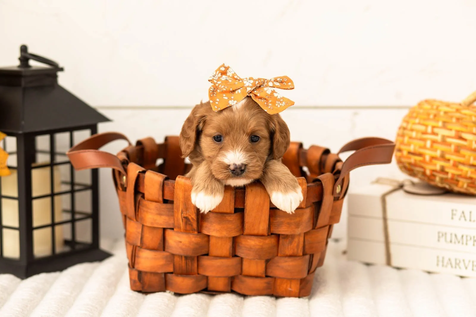 Prada goldendoodle for sale 1.jpg
