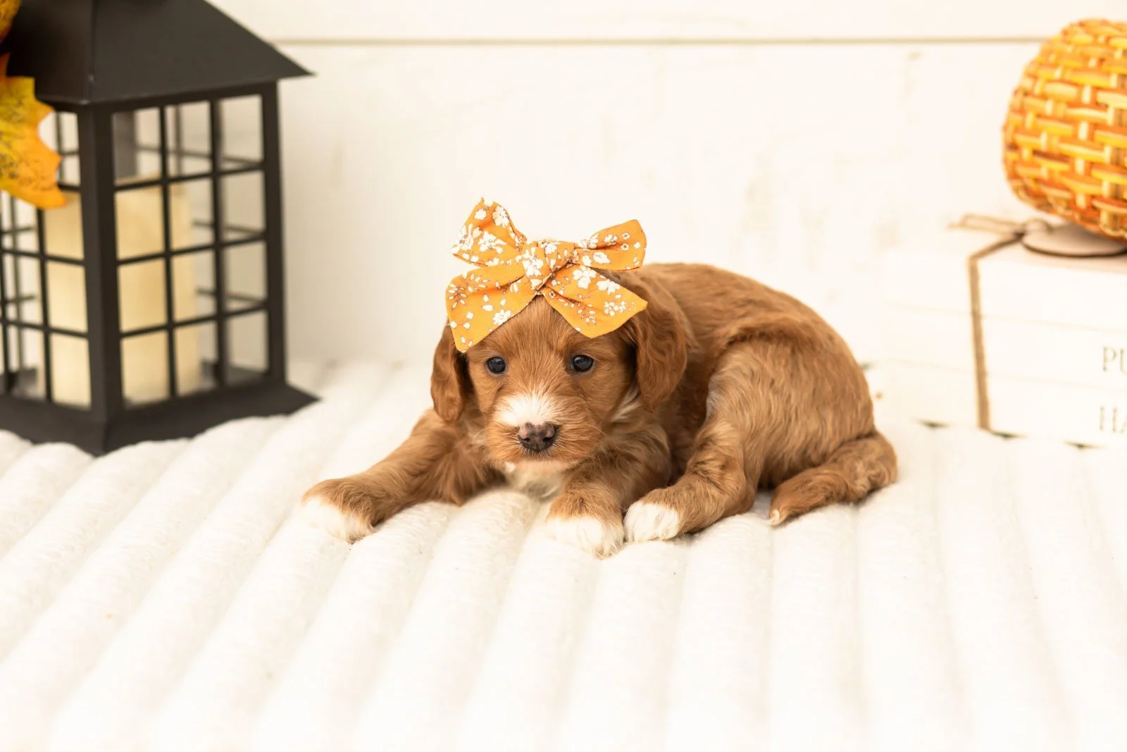 Prada goldendoodle for sale 3.jpg