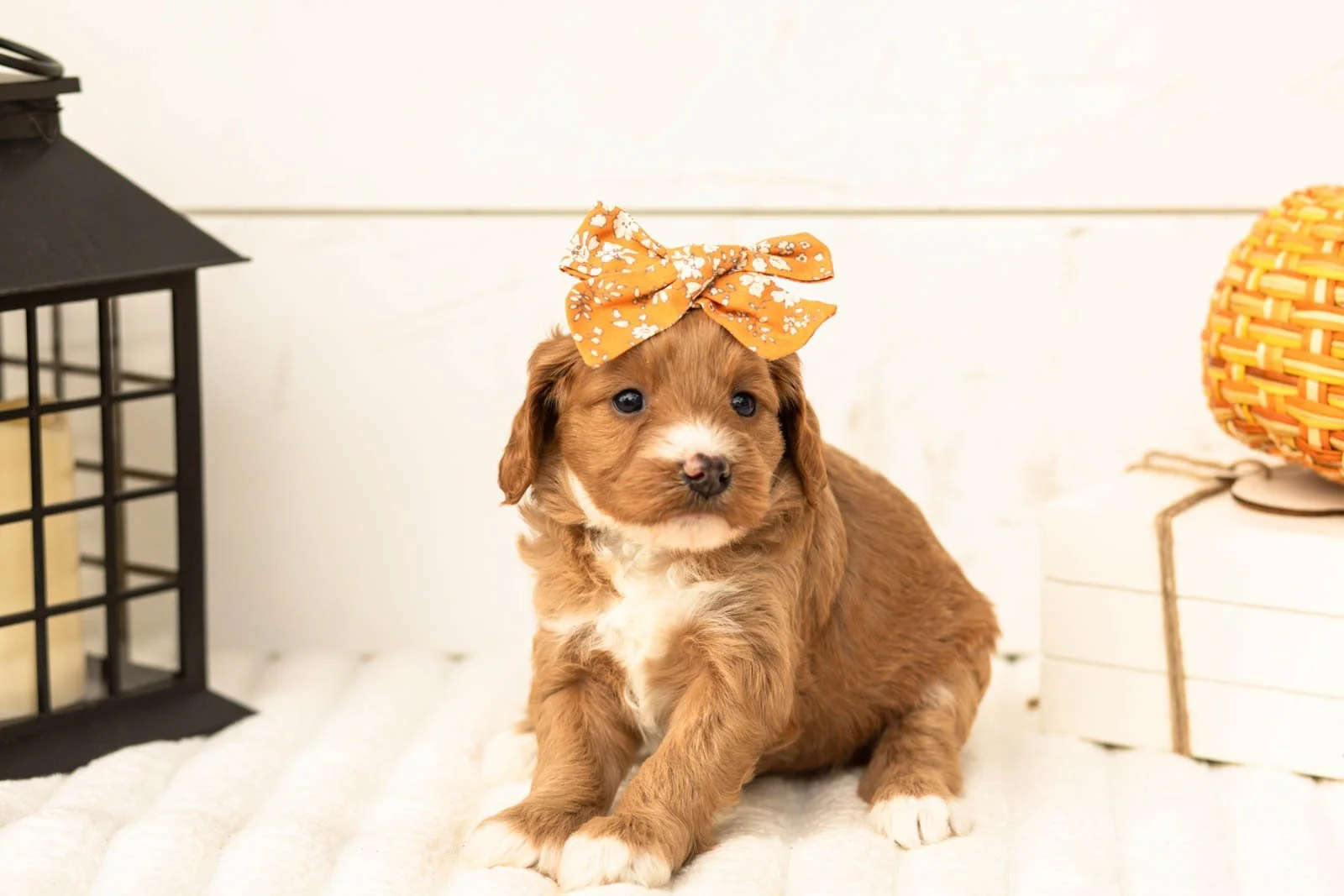 Prada goldendoodle for sale 4.jpg