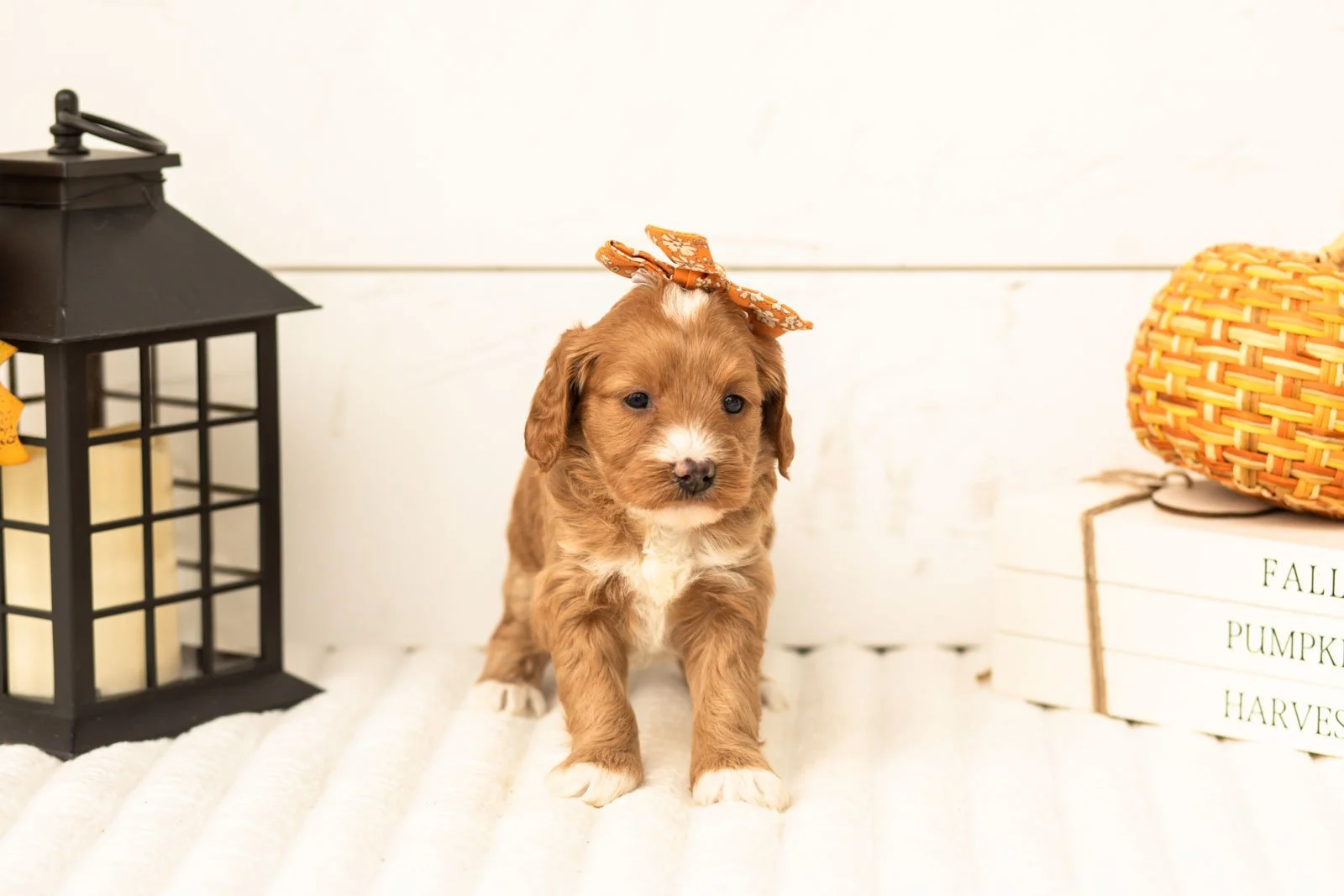 Prada goldendoodle for sale 5.jpg
