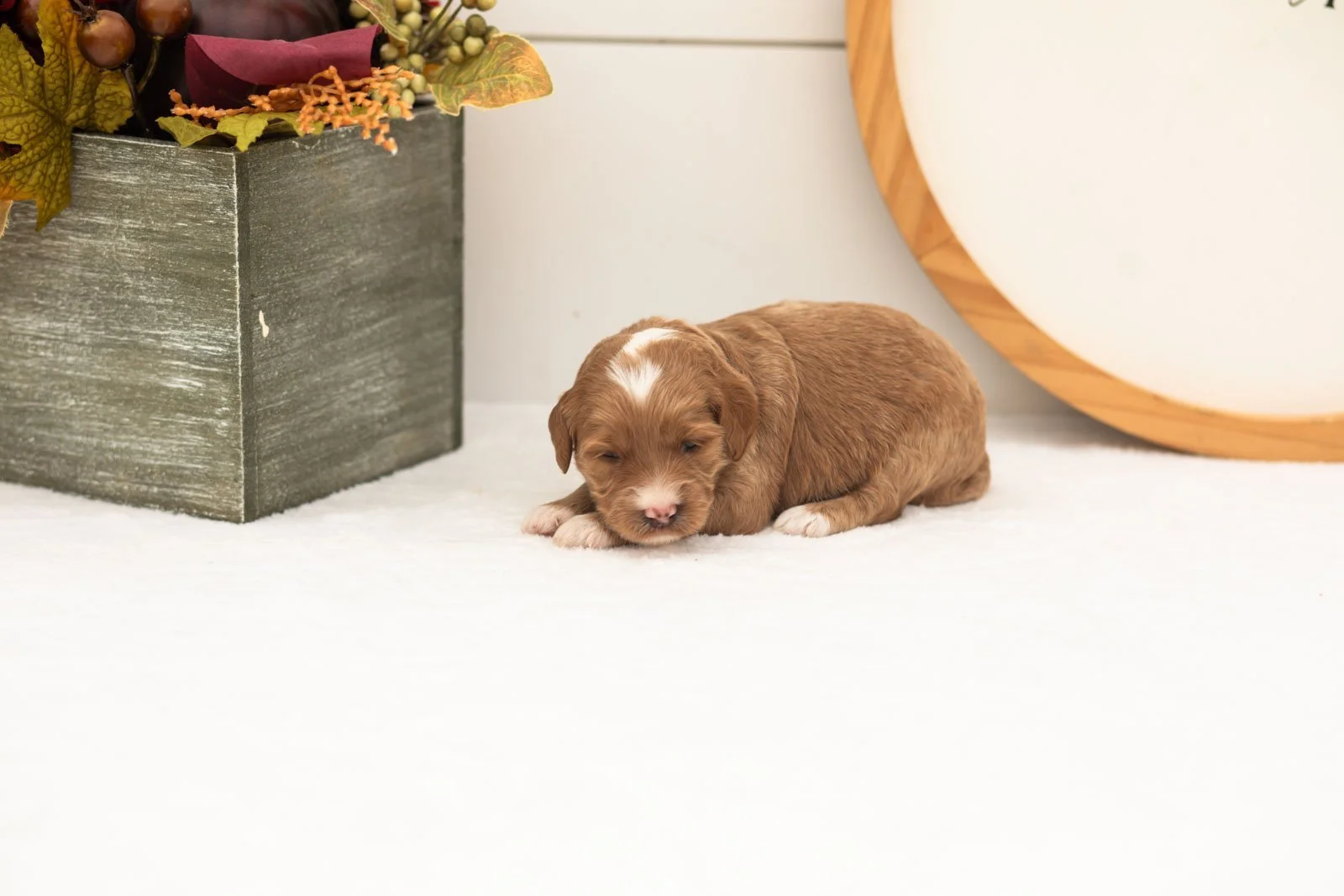 Prada goldendoodle for sale.jpg