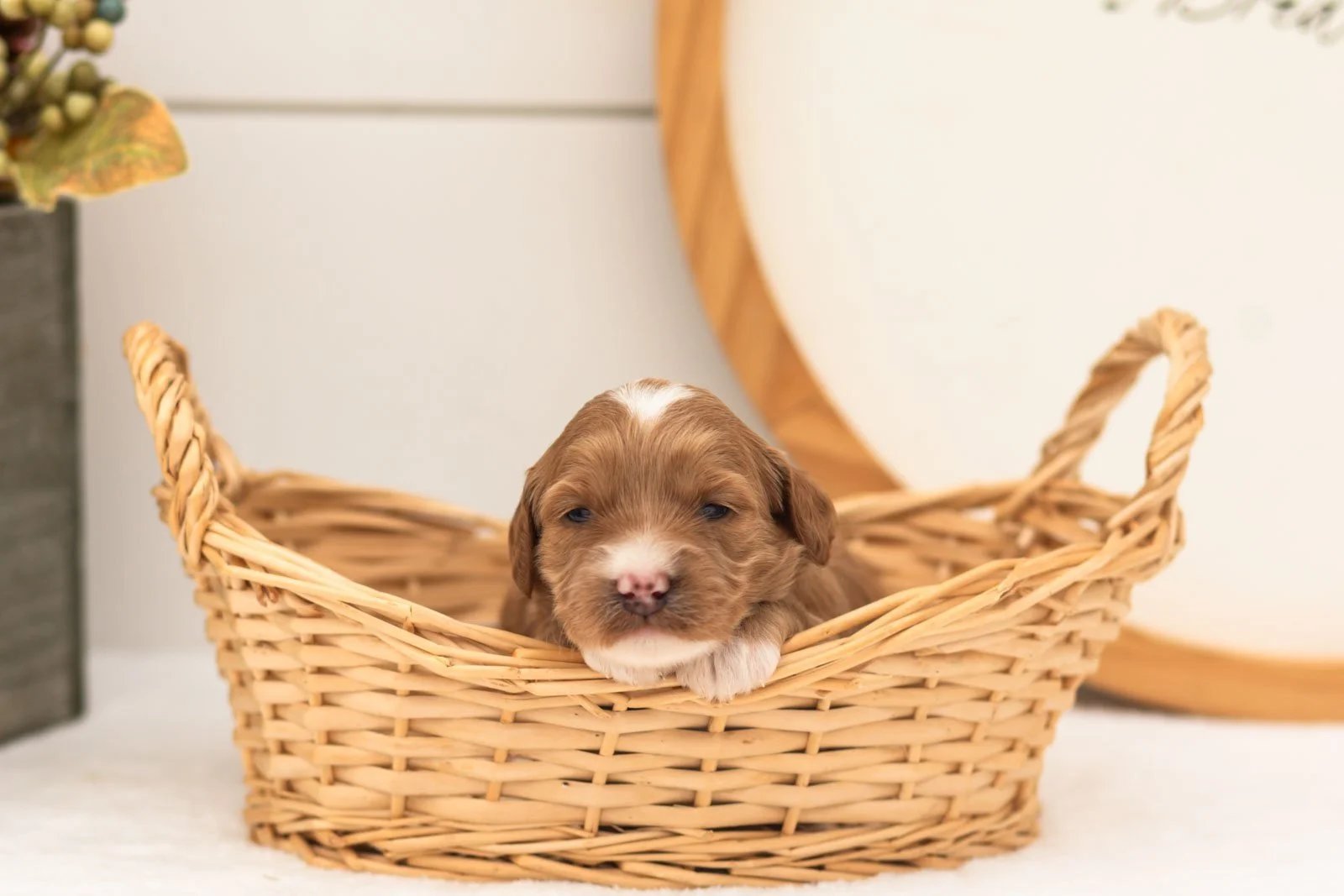 Prada goldendoodle for sale(1).jpg