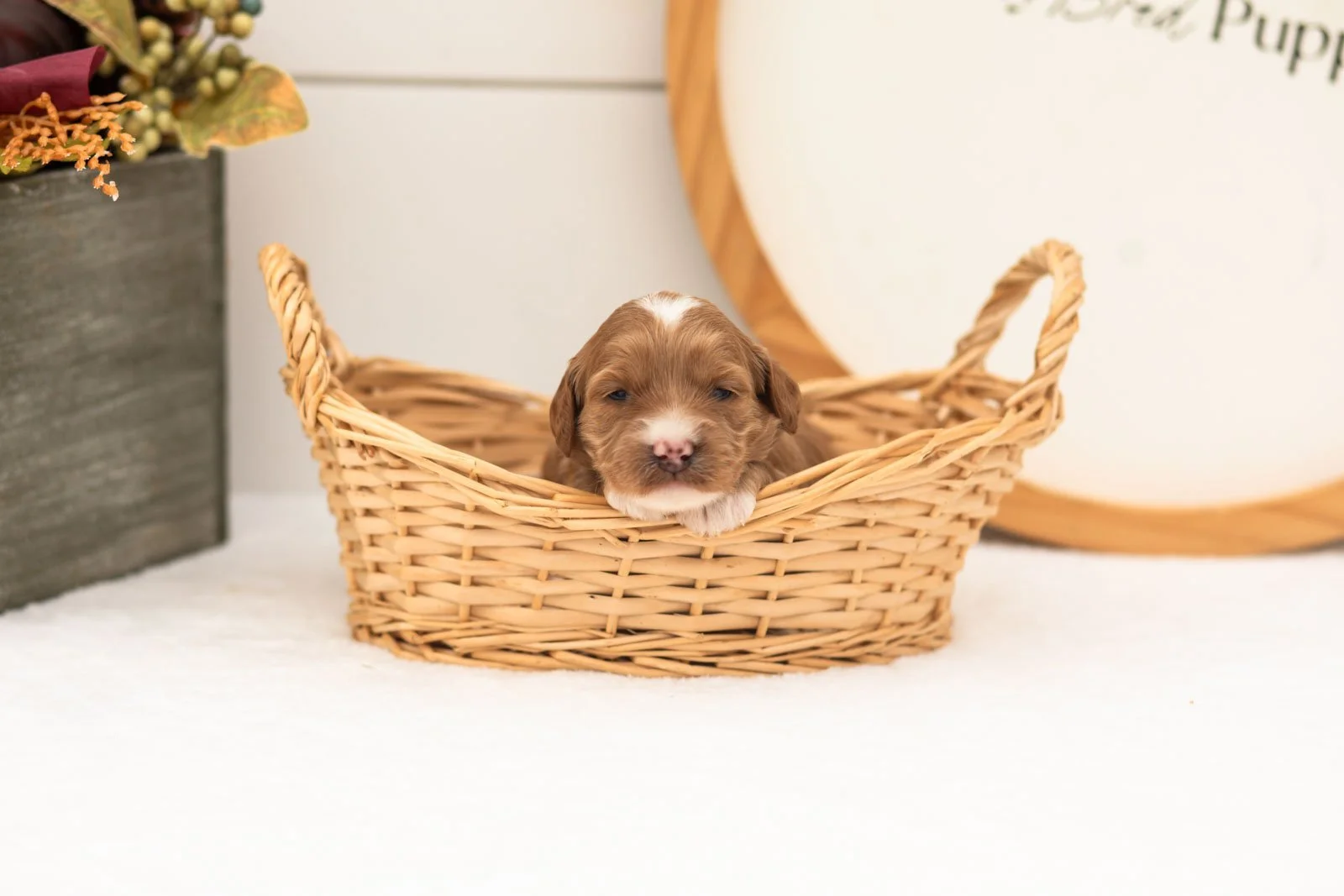 Prada goldendoodle for sale(2).jpg