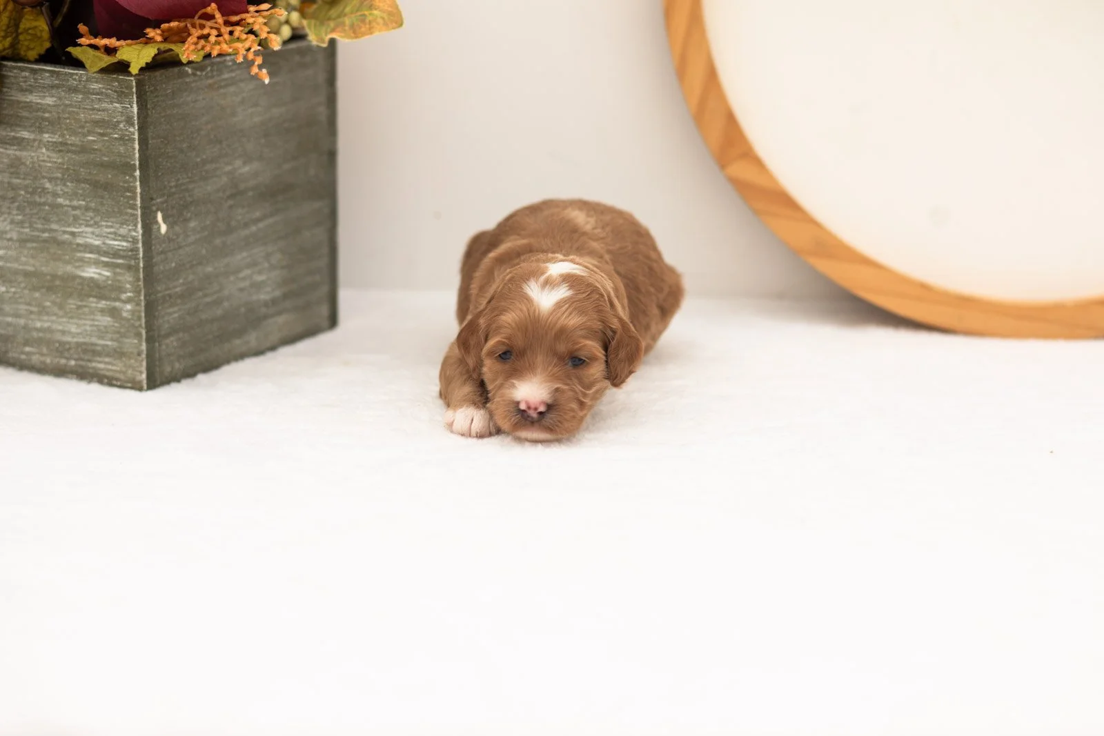 Prada goldendoodle for sale(3).jpg