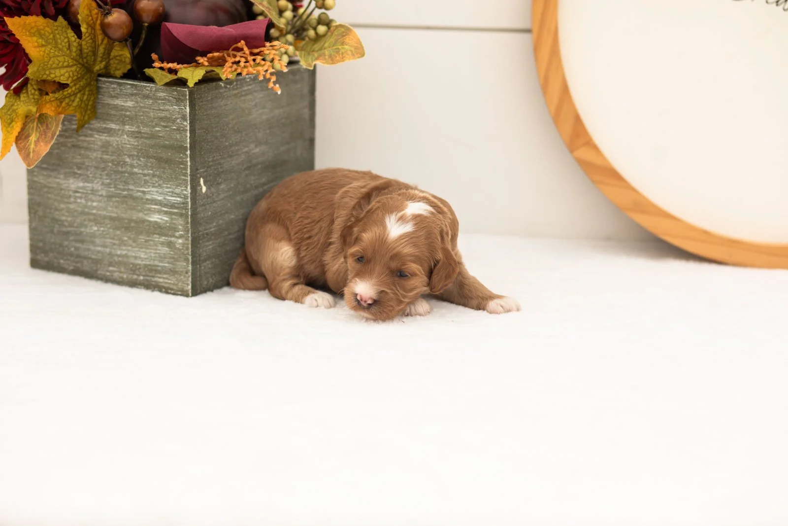 Prada goldendoodle for sale(4).jpg