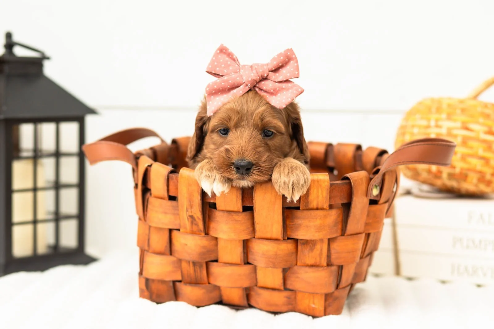 Tiffany goldendoodle for sale 1.jpg