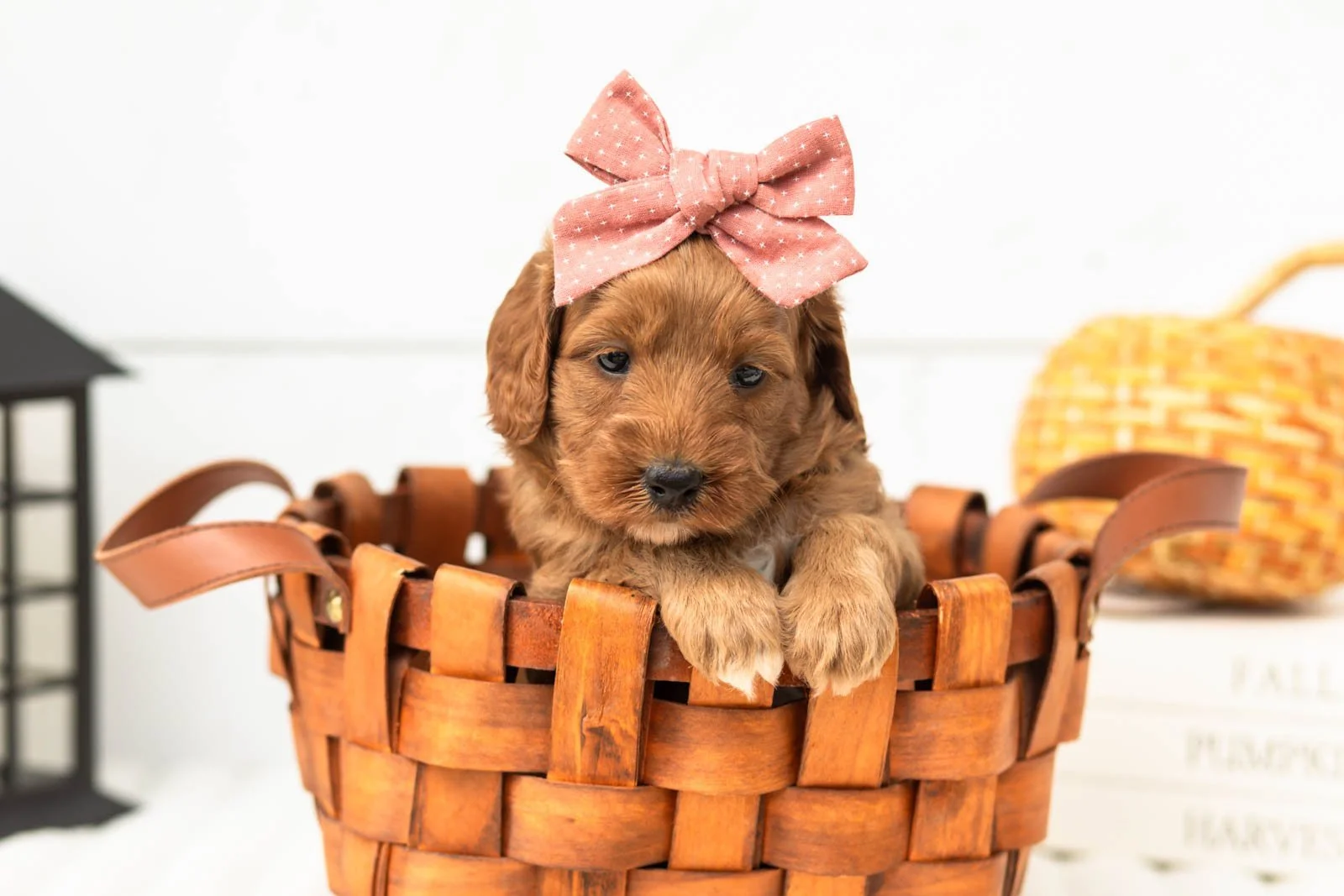 Tiffany goldendoodle for sale 2.jpg