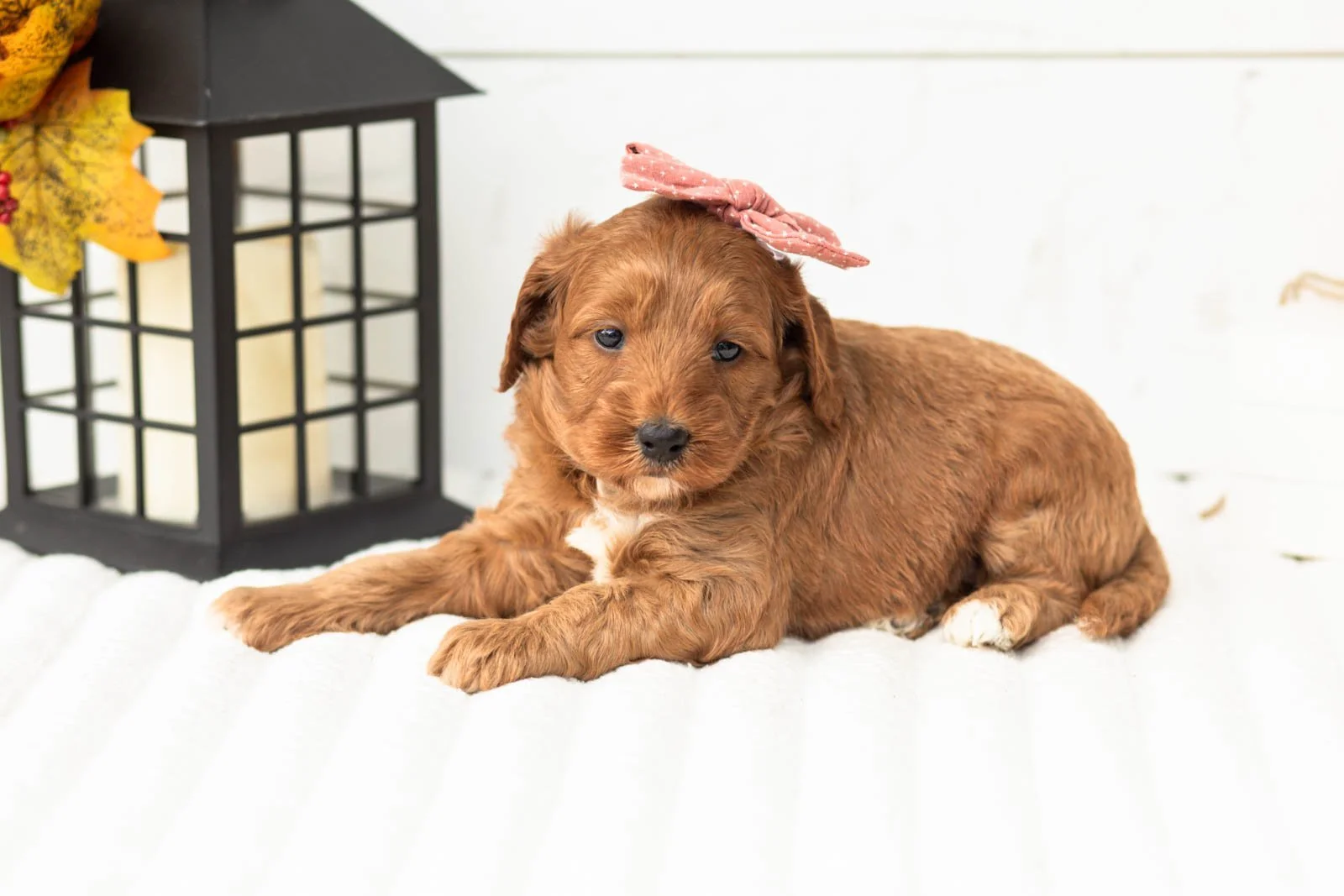 Tiffany goldendoodle for sale 3.jpg
