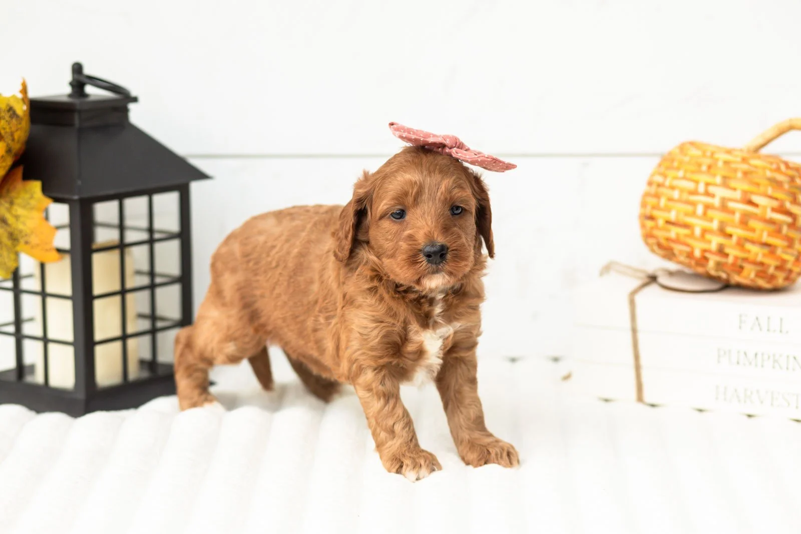 Tiffany goldendoodle for sale 4.jpg