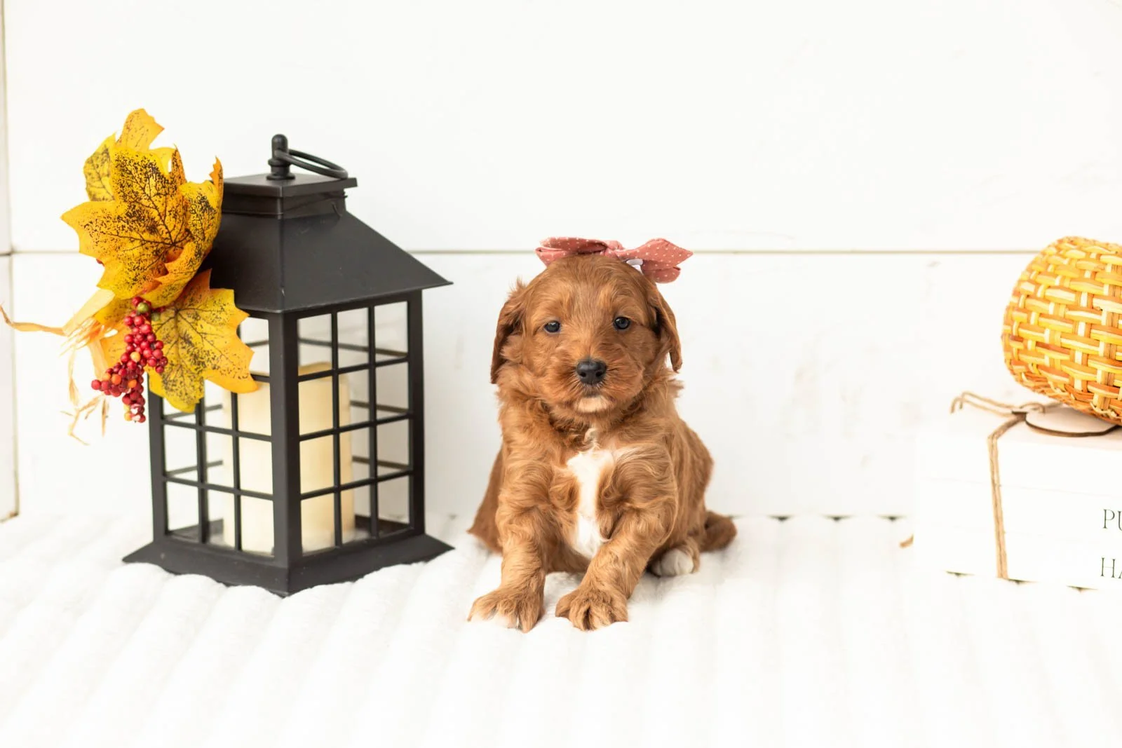 Tiffany goldendoodle for sale 5.jpg