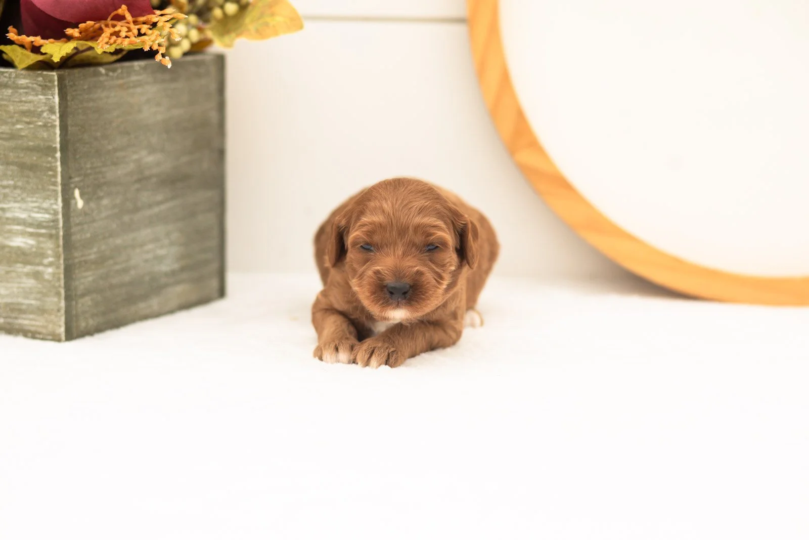 Tiffany goldendoodle for sale.jpg