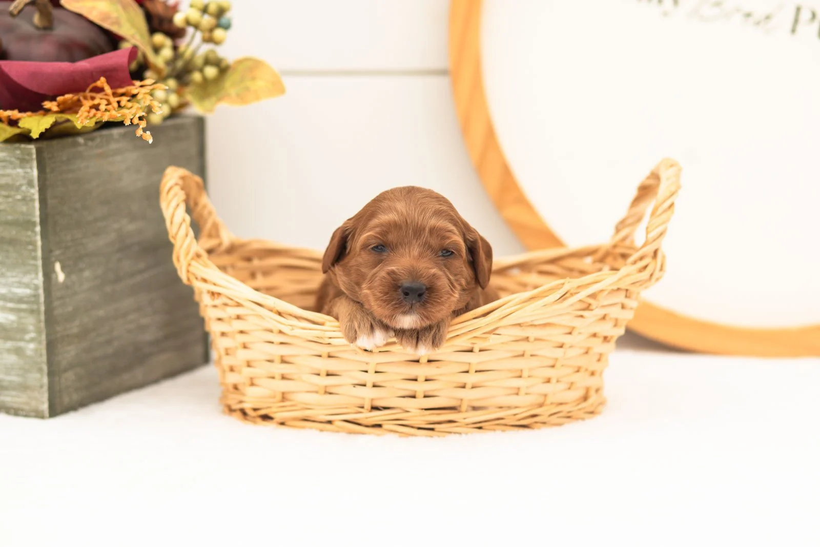 Tiffany goldendoodle for sale(1).jpg