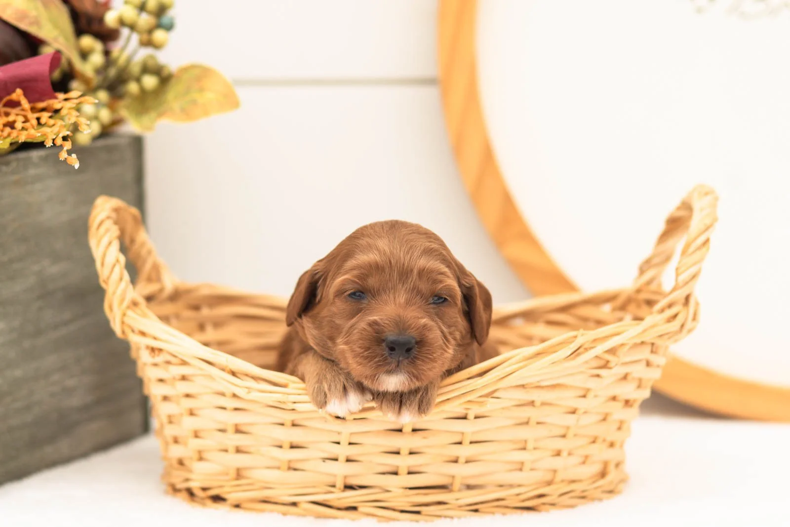 Tiffany goldendoodle for sale(2).jpg